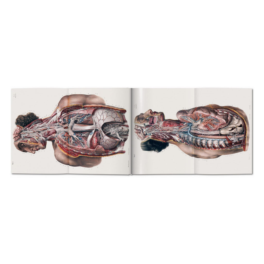 Bourgery: Atlas of Human Anatomy and Surgery (German, French, English)