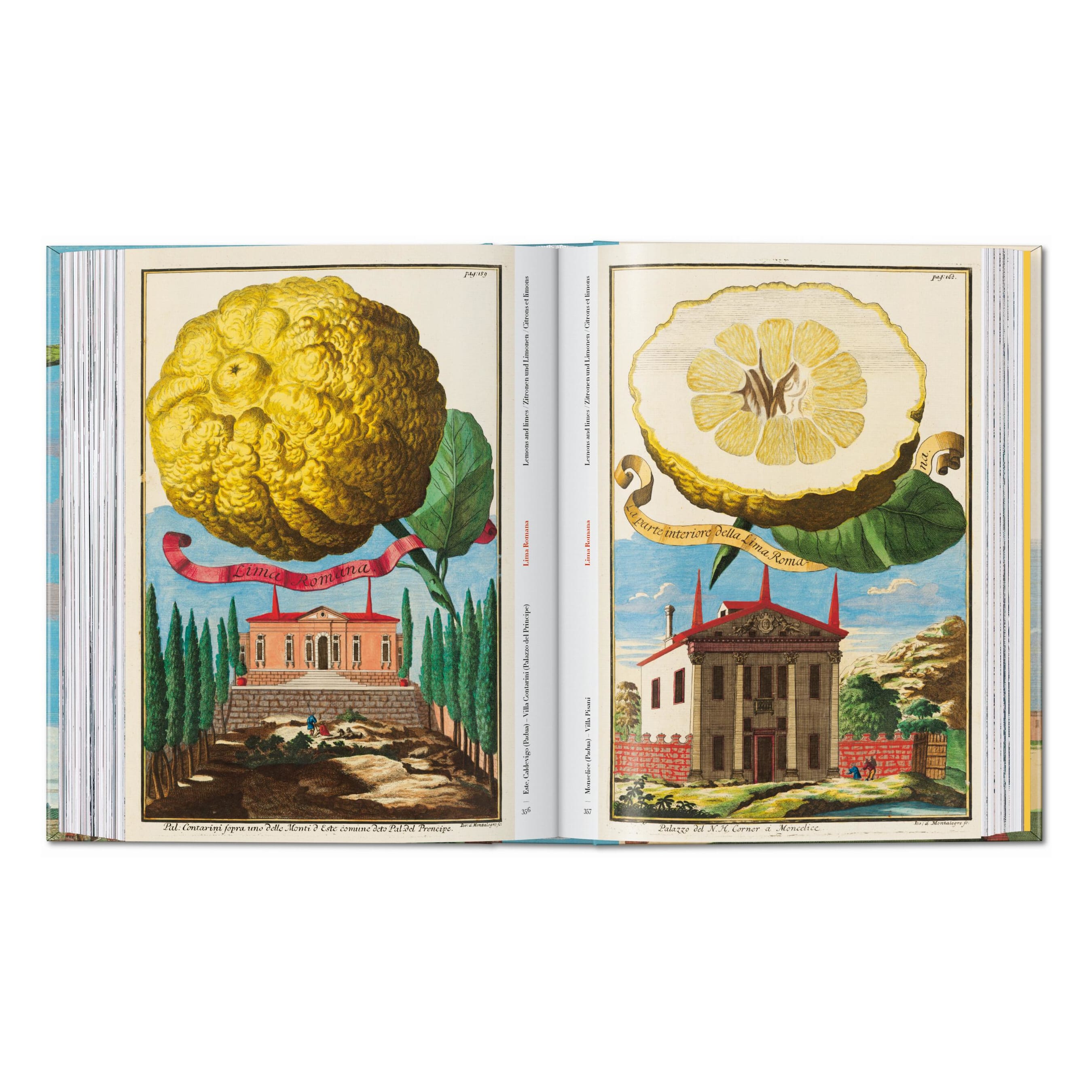J. C. Volkamer: The Book of Citrus Fruits, 45th Ed. (German, French, English)