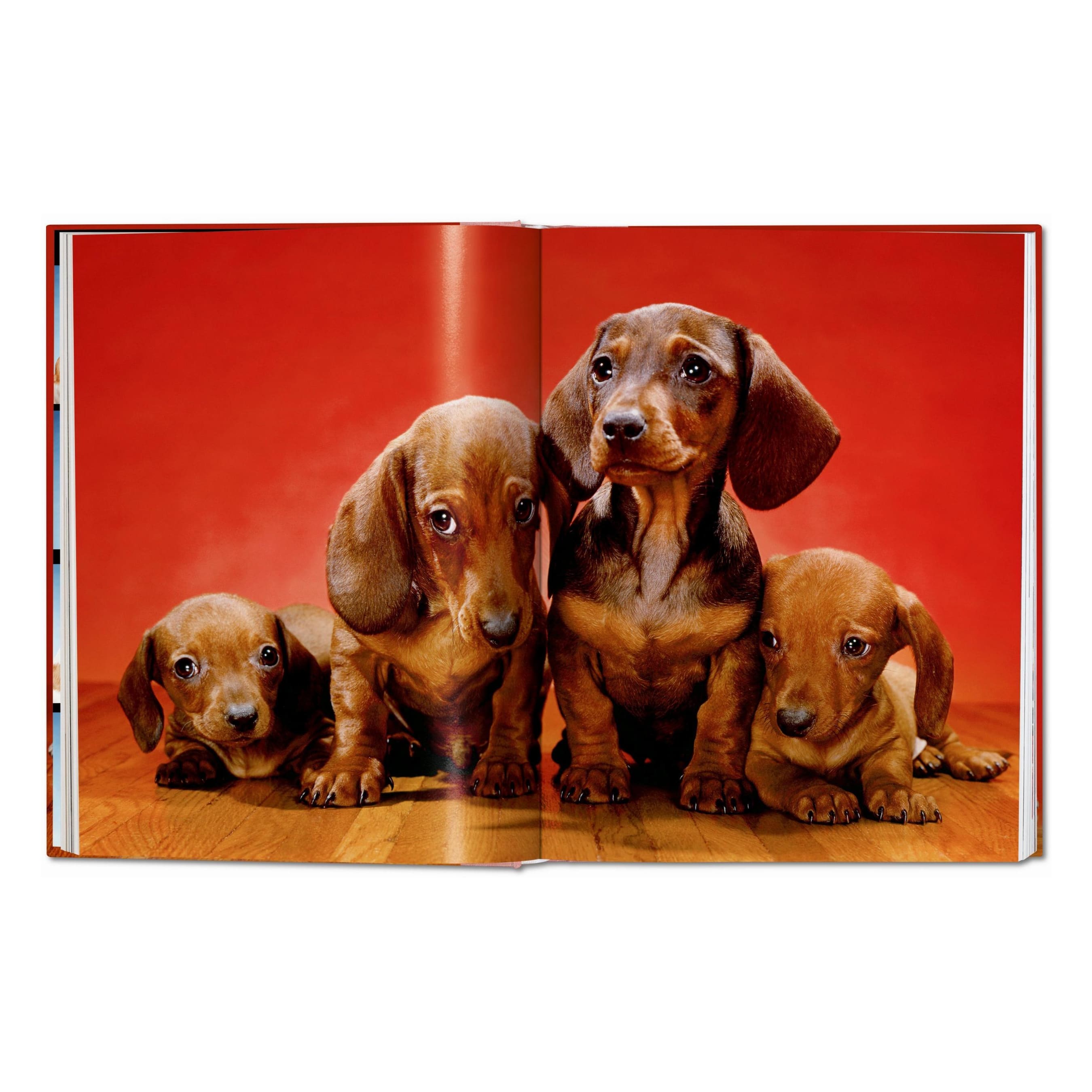 Walter Chandoha: Dogs. Photographs 1941–1991 (German, French, English)