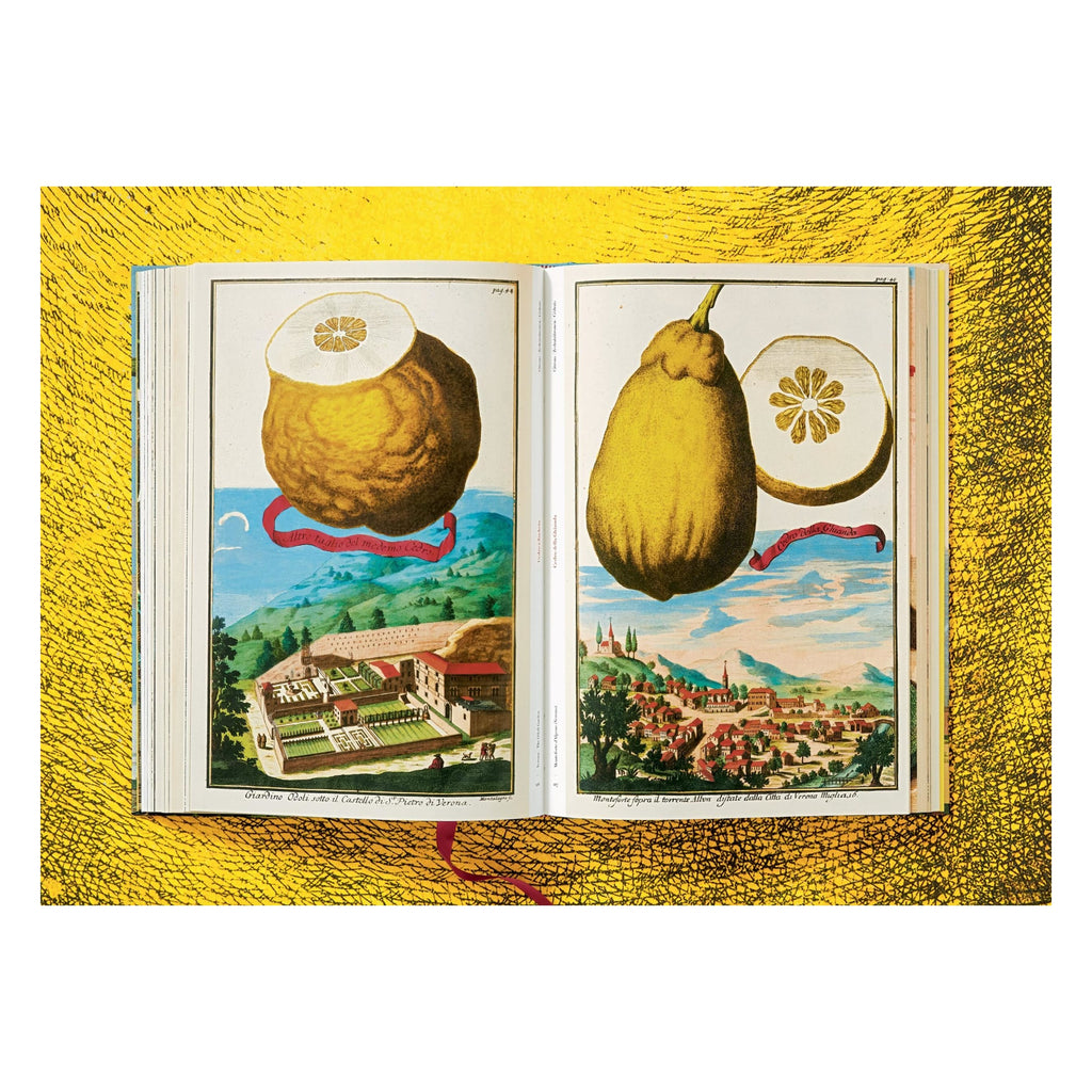 J. C. Volkamer: The Book of Citrus Fruits (German, French, English)
