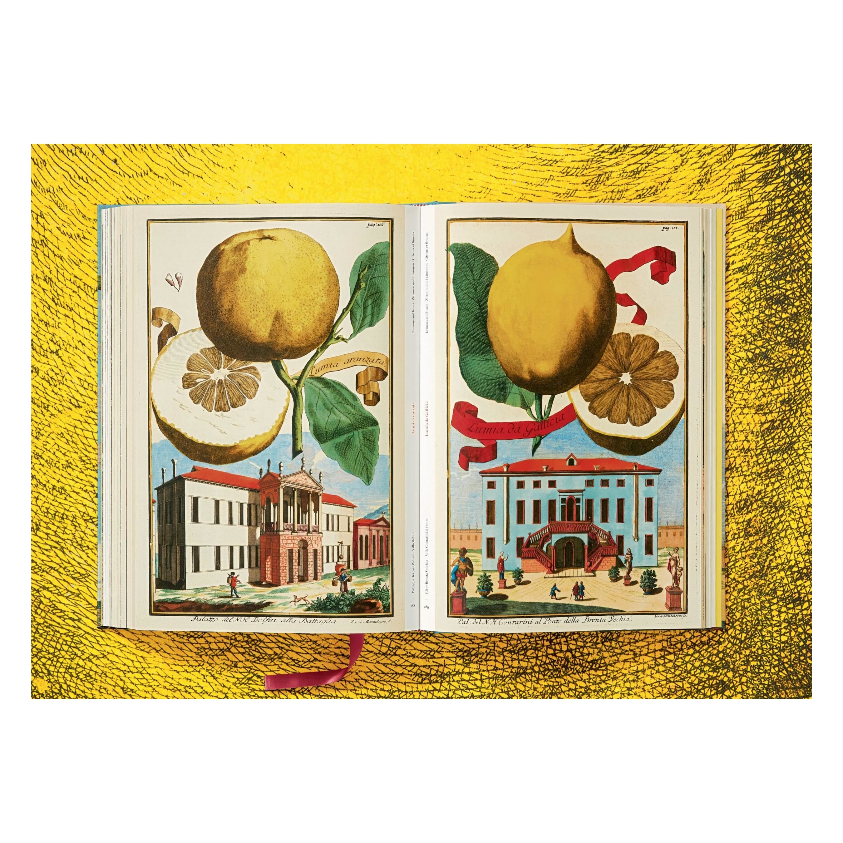 J. C. Volkamer: The Book of Citrus Fruits (German, French, English)