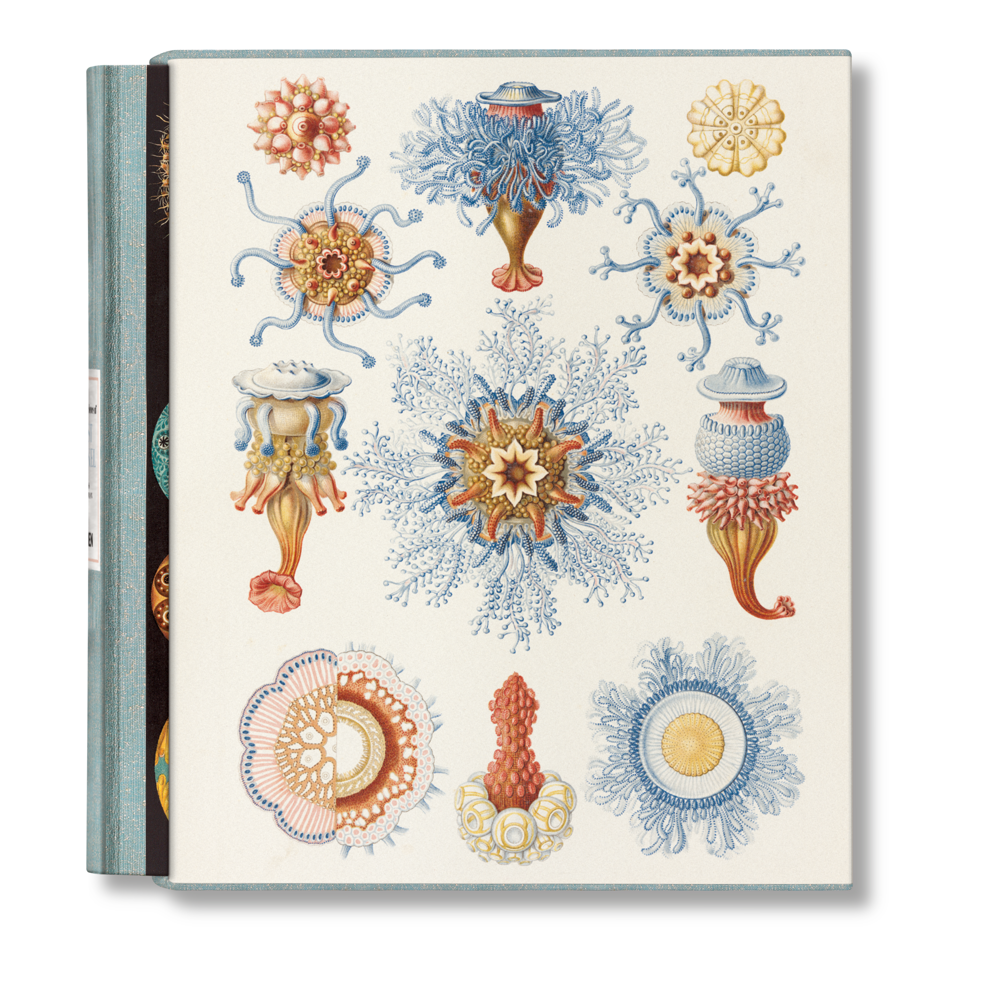 The Art and Science of Ernst Haeckel (German, French, English)