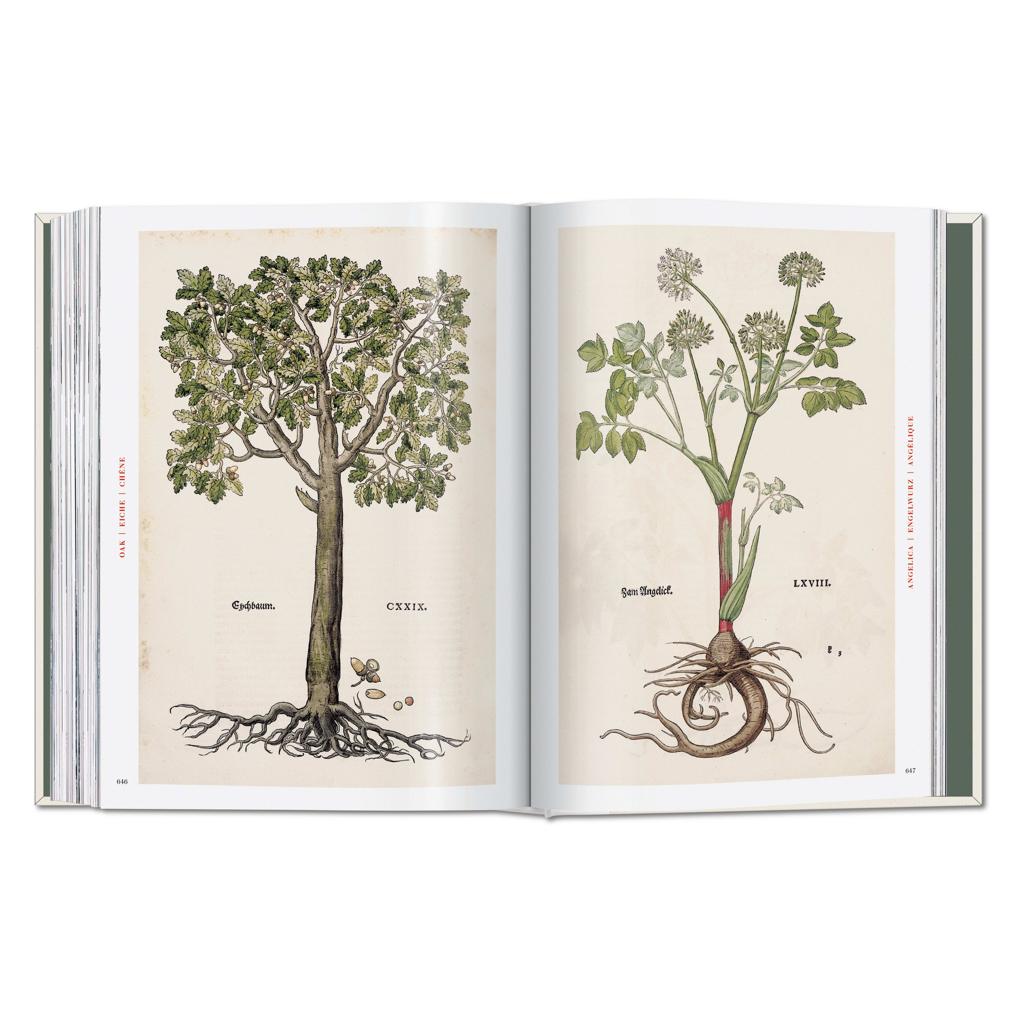 Leonhart Fuchs: The New Herbal (German, French, English)