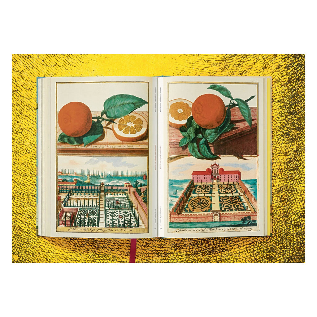 J. C. Volkamer: The Book of Citrus Fruits (German, French, English)