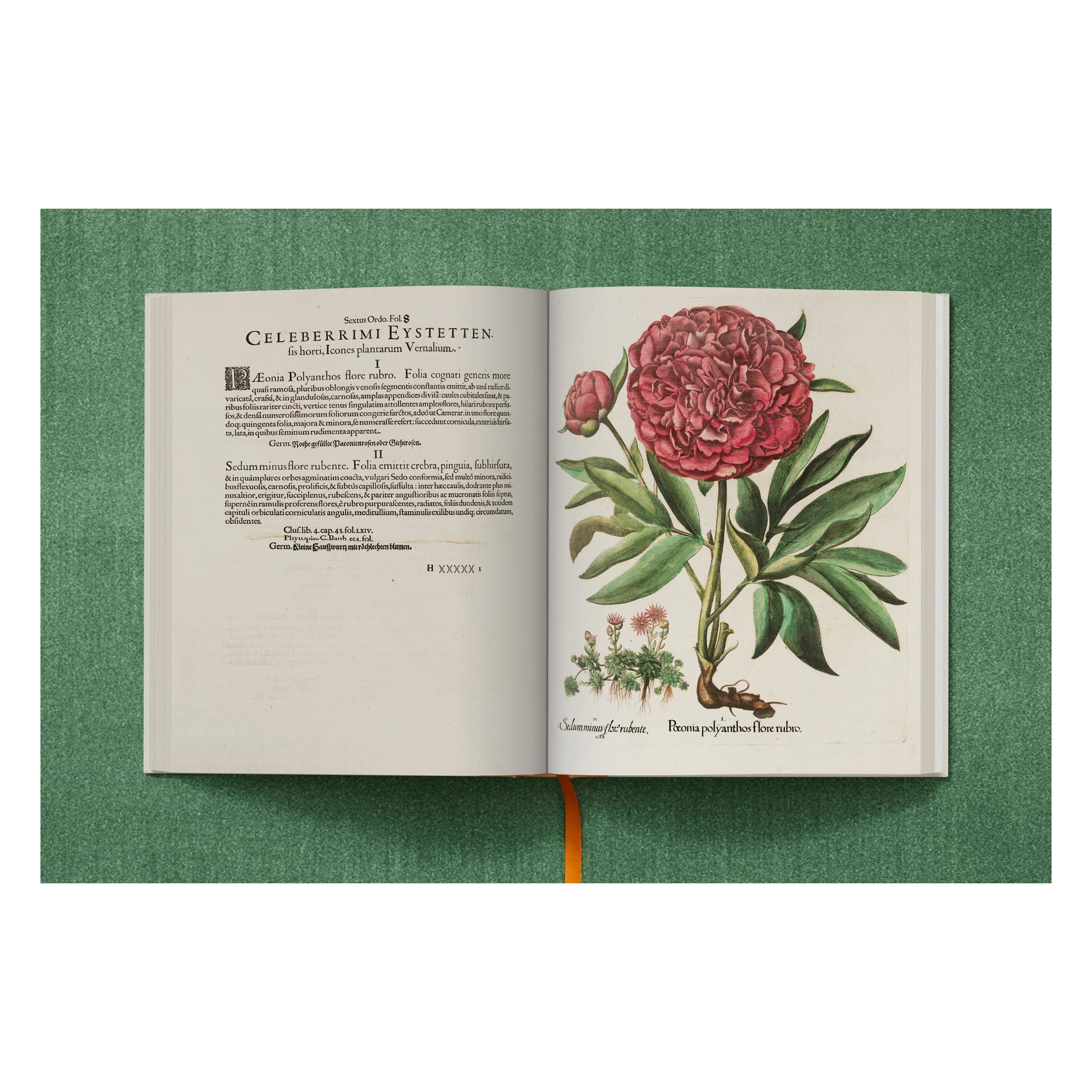 Basilius Besler: The Garden at Eichstätt (German, French, English)