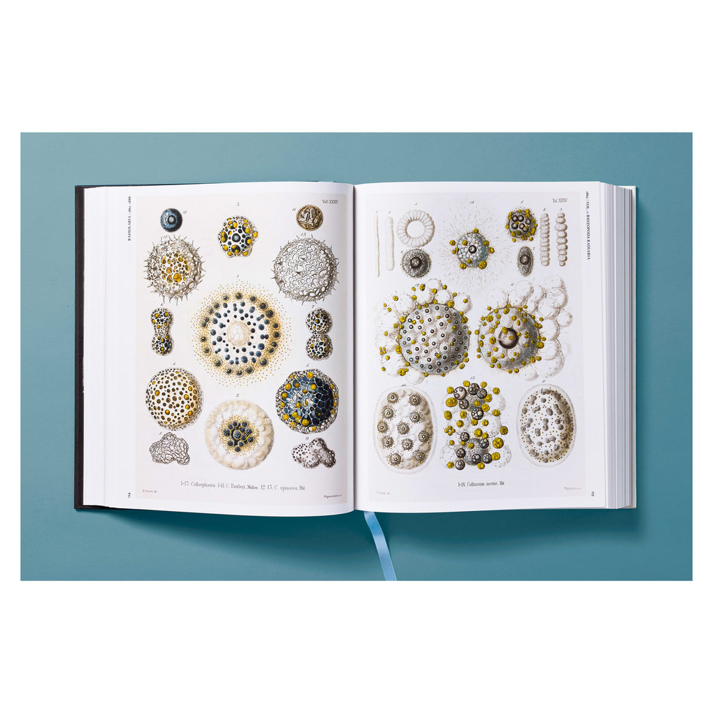 The Art and Science of Ernst Haeckel (German, French, English)