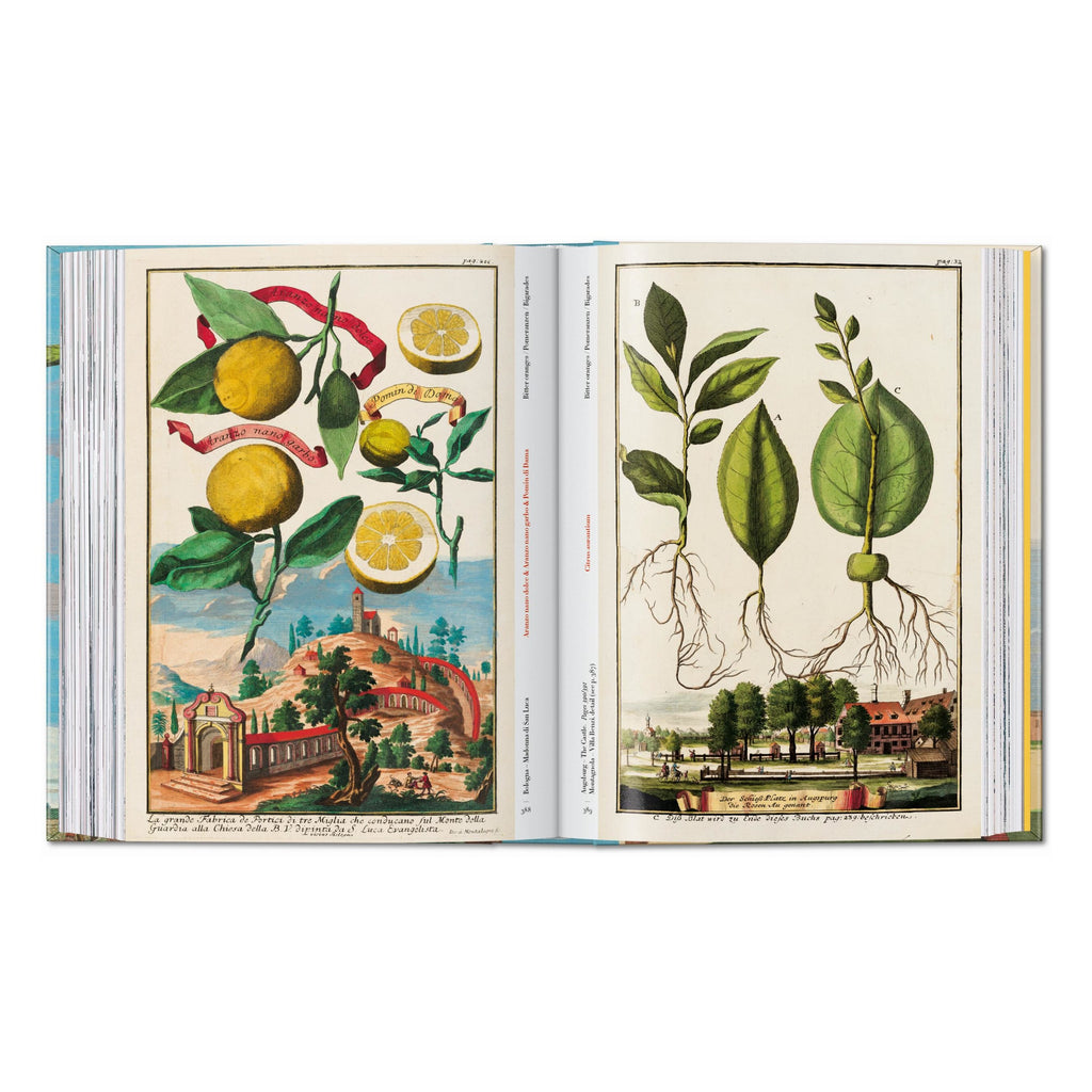 J. C. Volkamer: The Book of Citrus Fruits, 45th Ed. (German, French, English)