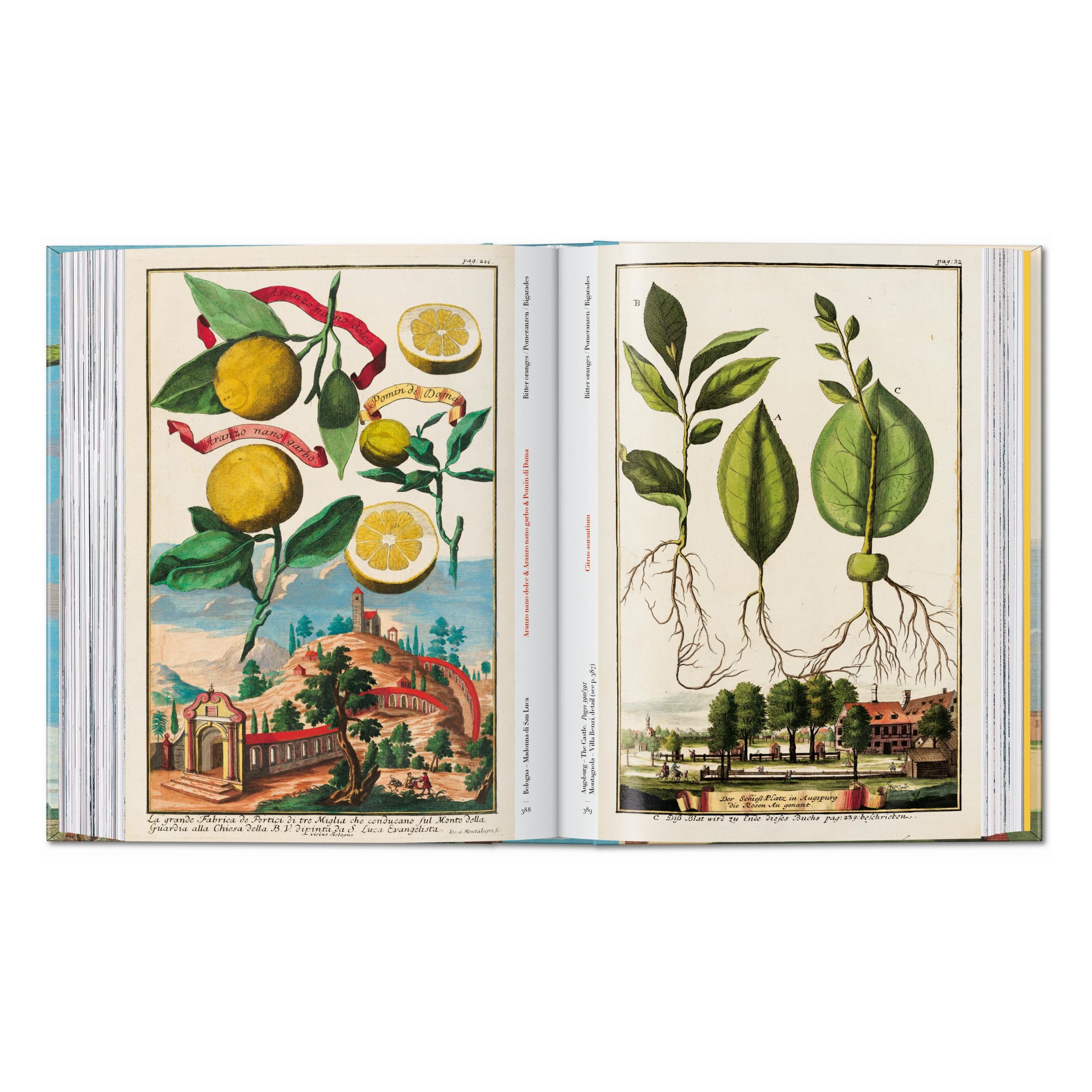 J. C. Volkamer: The Book of Citrus Fruits, 45th Ed. (German, French, English)