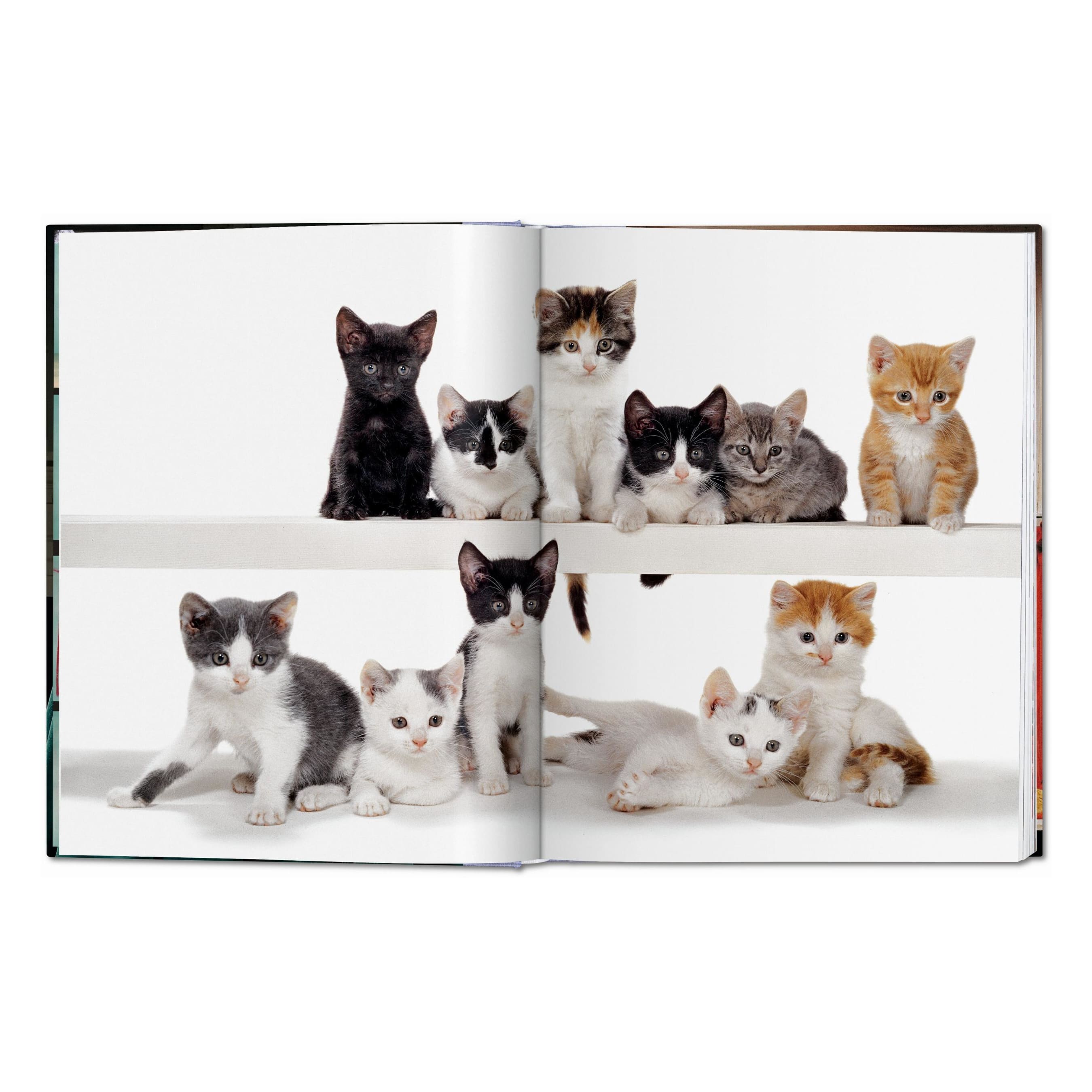 Walter Chandoha: Cats, Photographs 1942–2018 (German, French, English)