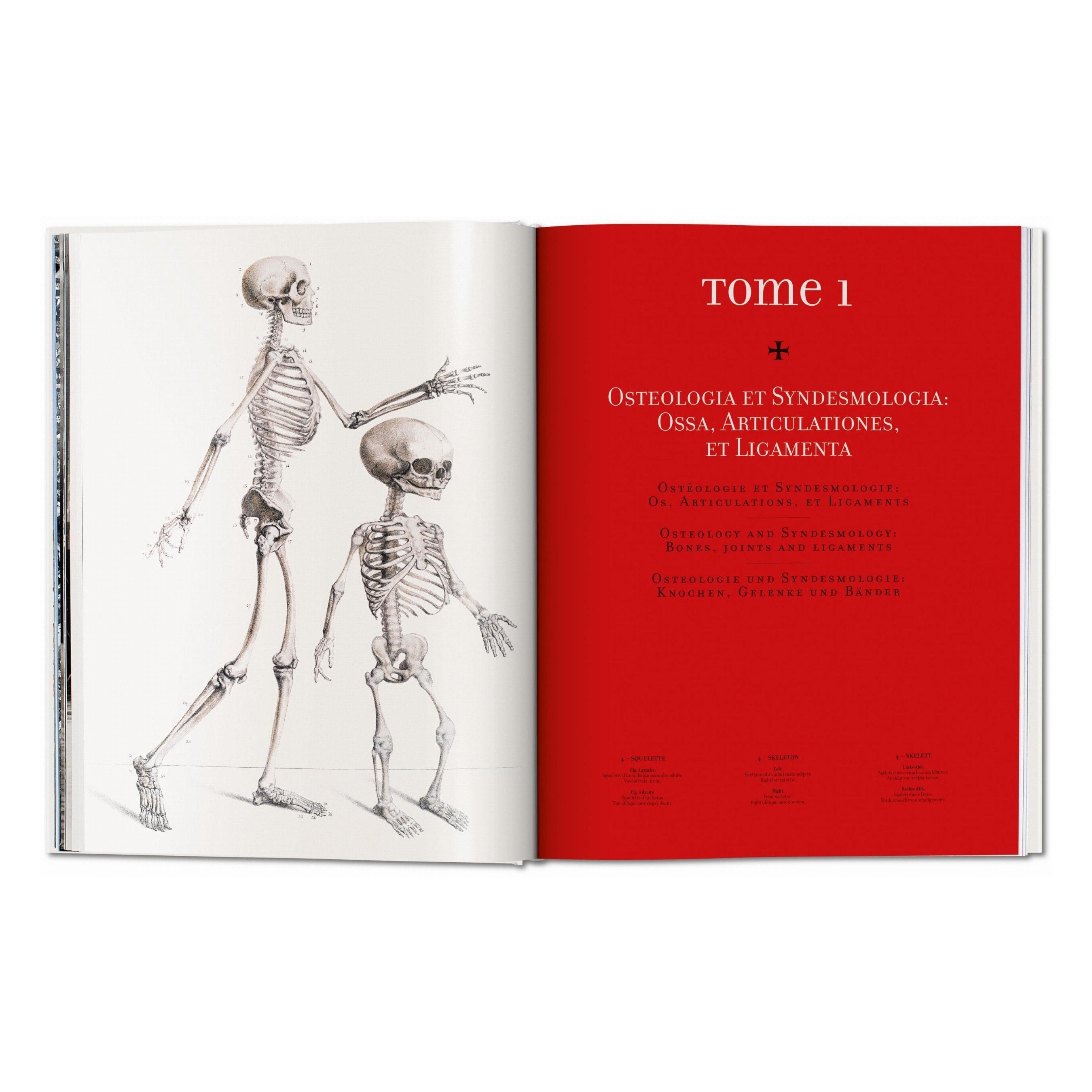 Bourgery: Atlas of Human Anatomy and Surgery (German, French, English)