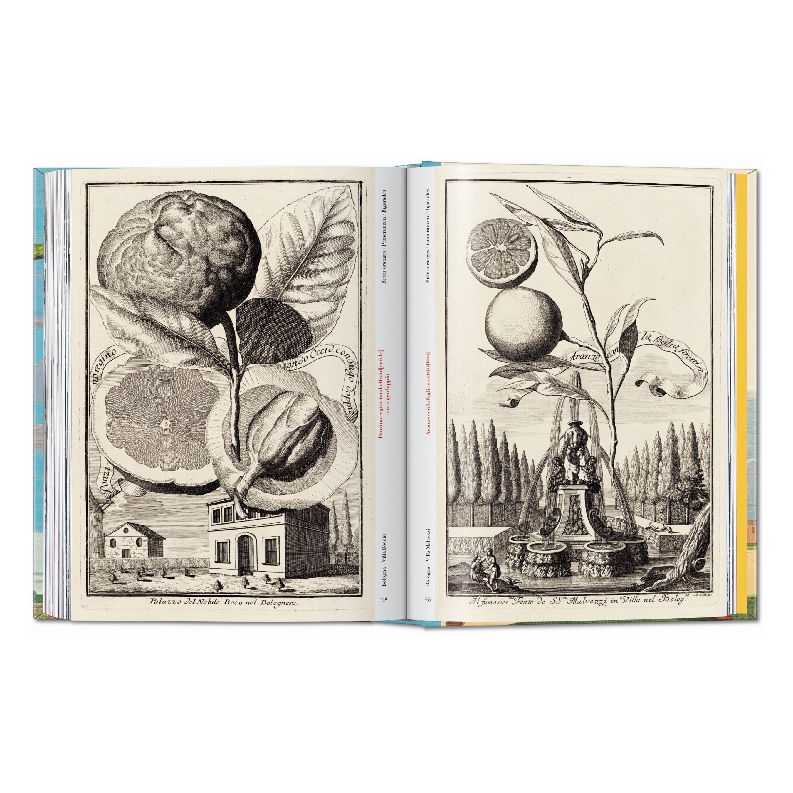 J. C. Volkamer: The Book of Citrus Fruits, 45th Ed. (German, French, English)