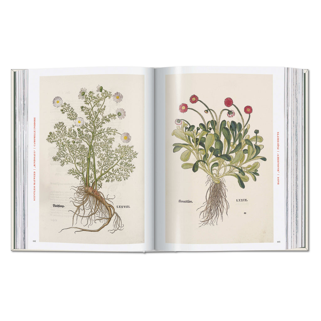Leonhart Fuchs: The New Herbal (German, French, English)