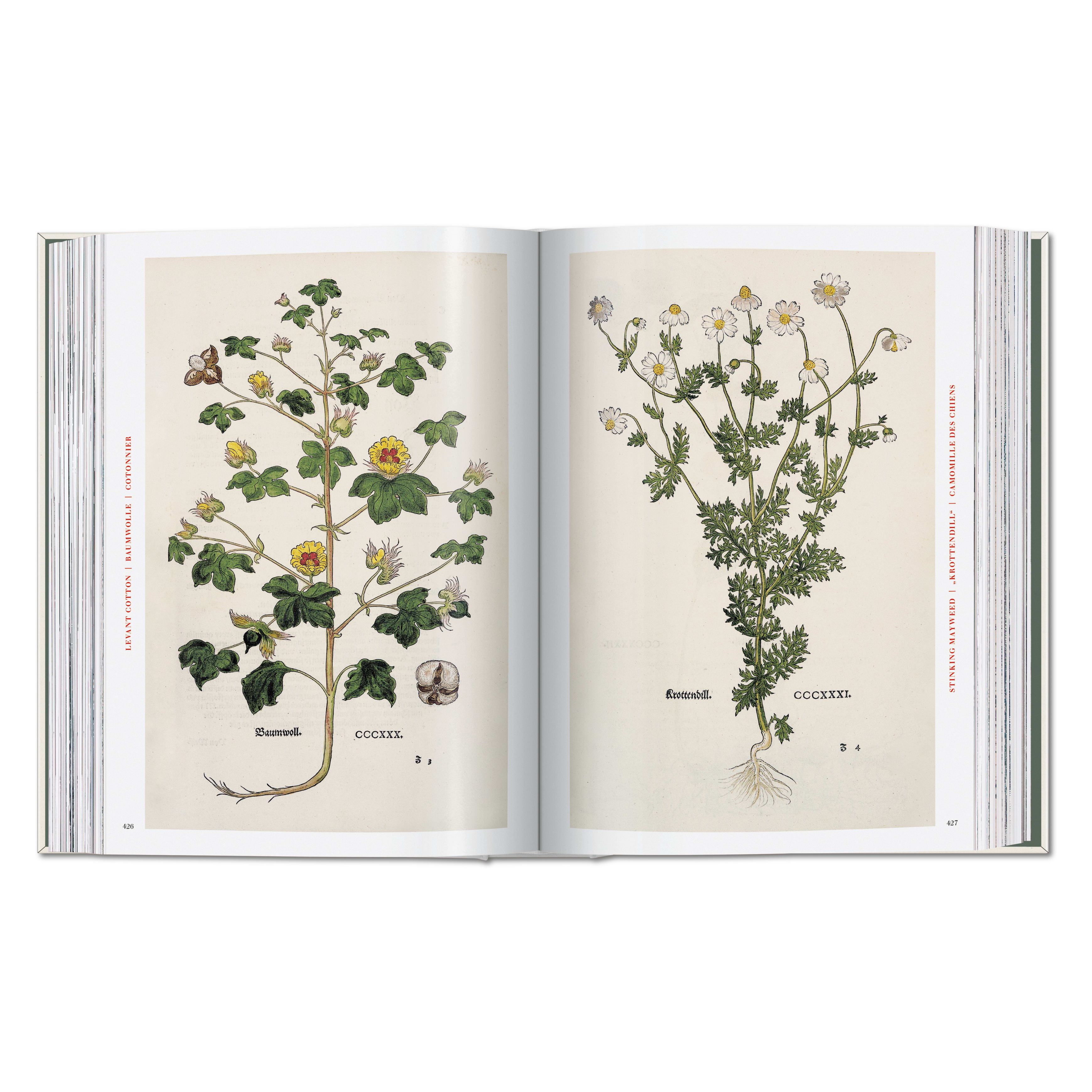 Leonhart Fuchs: The New Herbal (German, French, English)