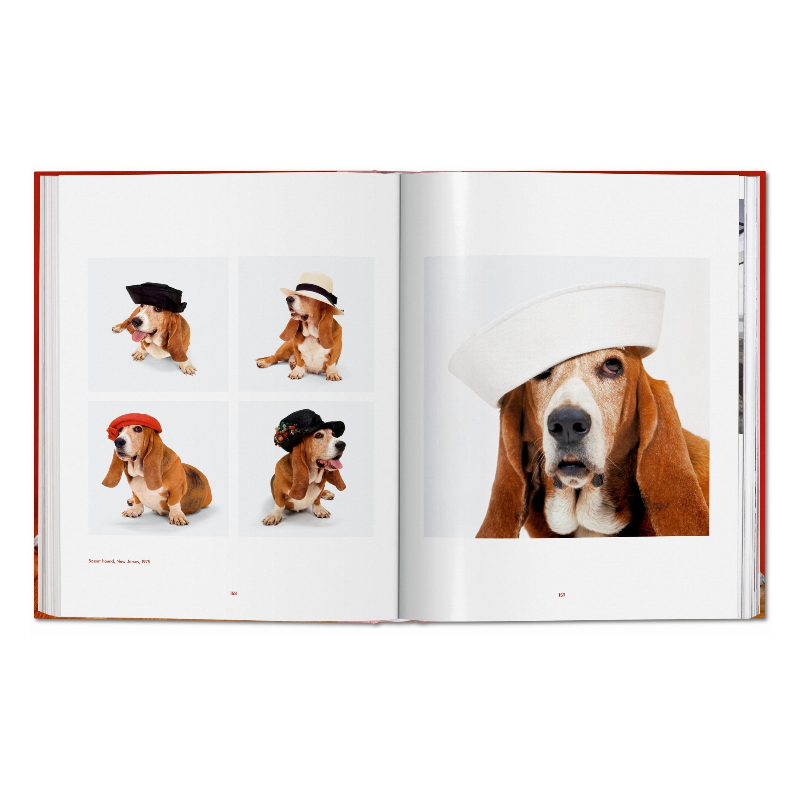 Walter Chandoha: Dogs. Photographs 1941–1991 (German, French, English)