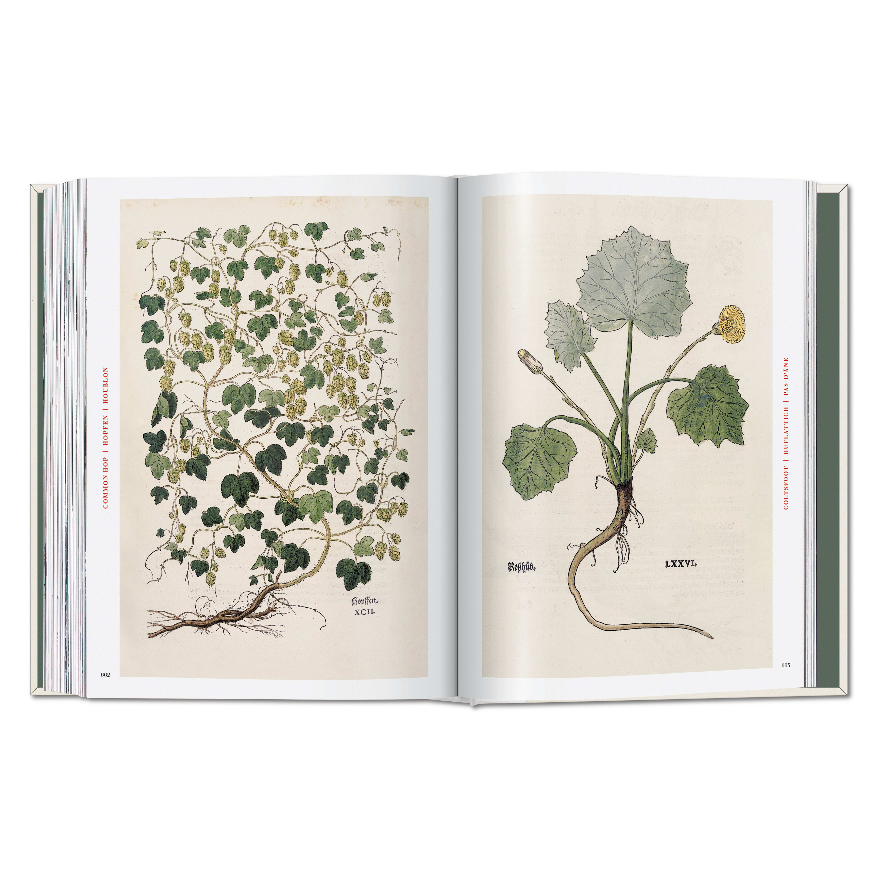 Leonhart Fuchs: The New Herbal (German, French, English)