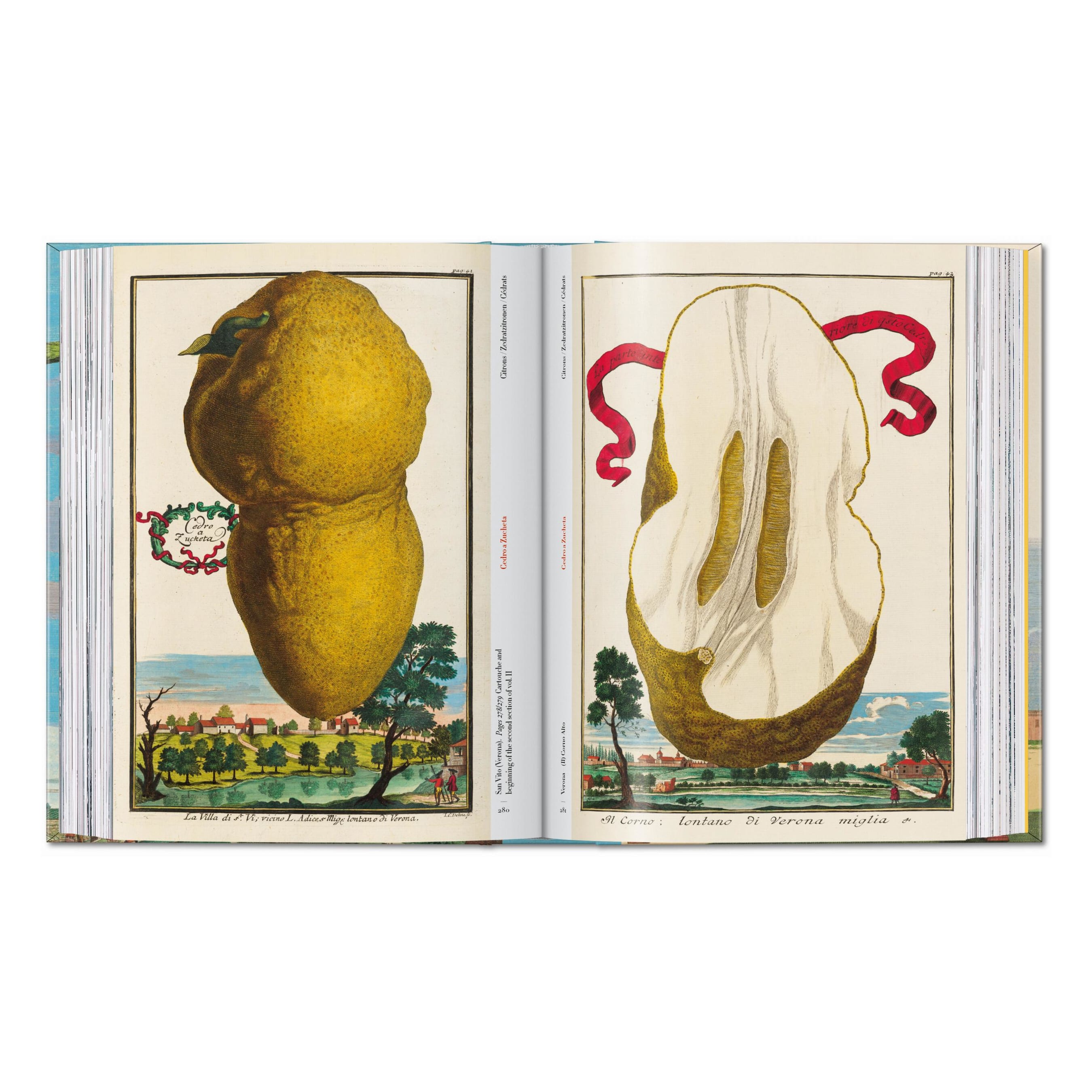 J. C. Volkamer: The Book of Citrus Fruits, 45th Ed. (German, French, English)
