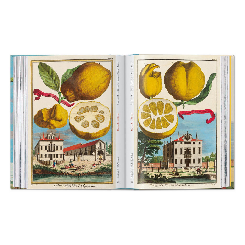 J. C. Volkamer: The Book of Citrus Fruits, 45th Ed. (German, French, English)