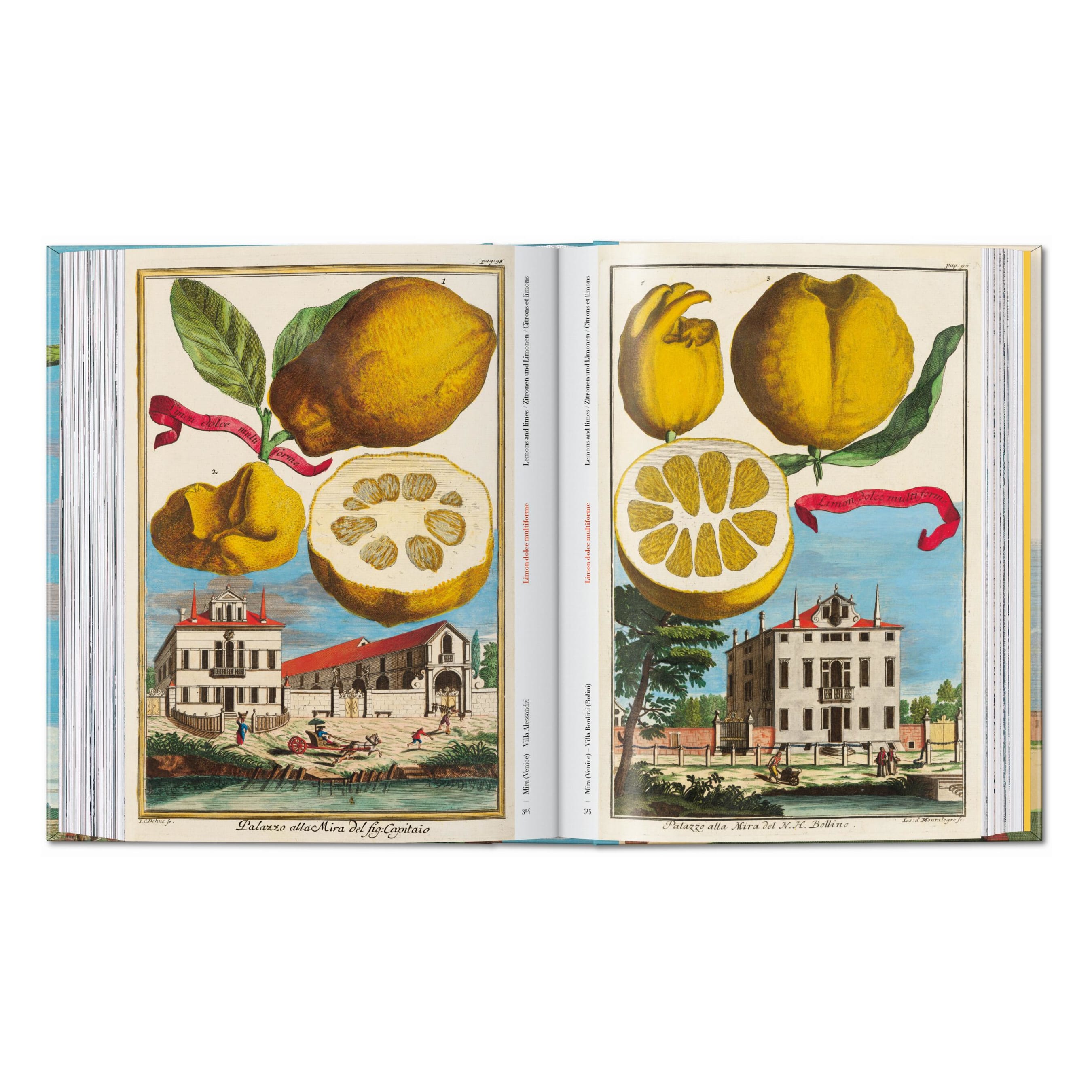 J. C. Volkamer: The Book of Citrus Fruits, 45th Ed. (German, French, English)