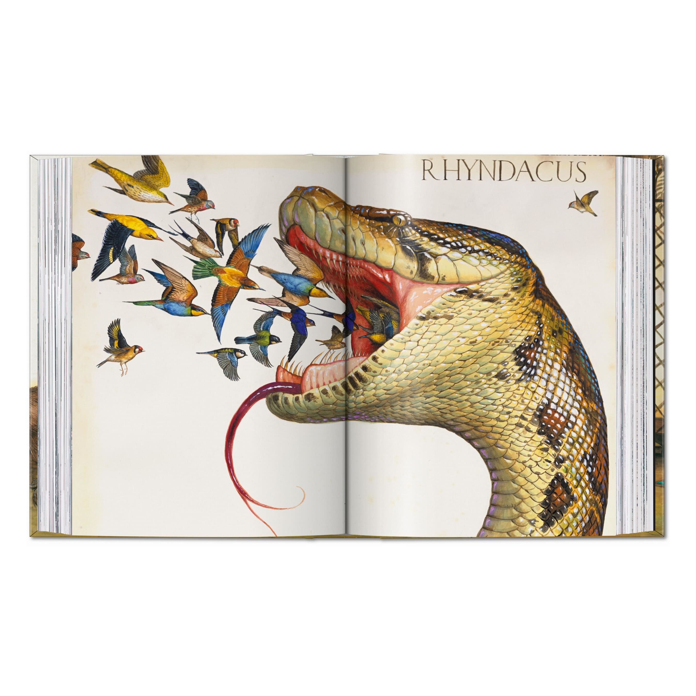 Walton Ford, 40th Ed. (German, French, English)