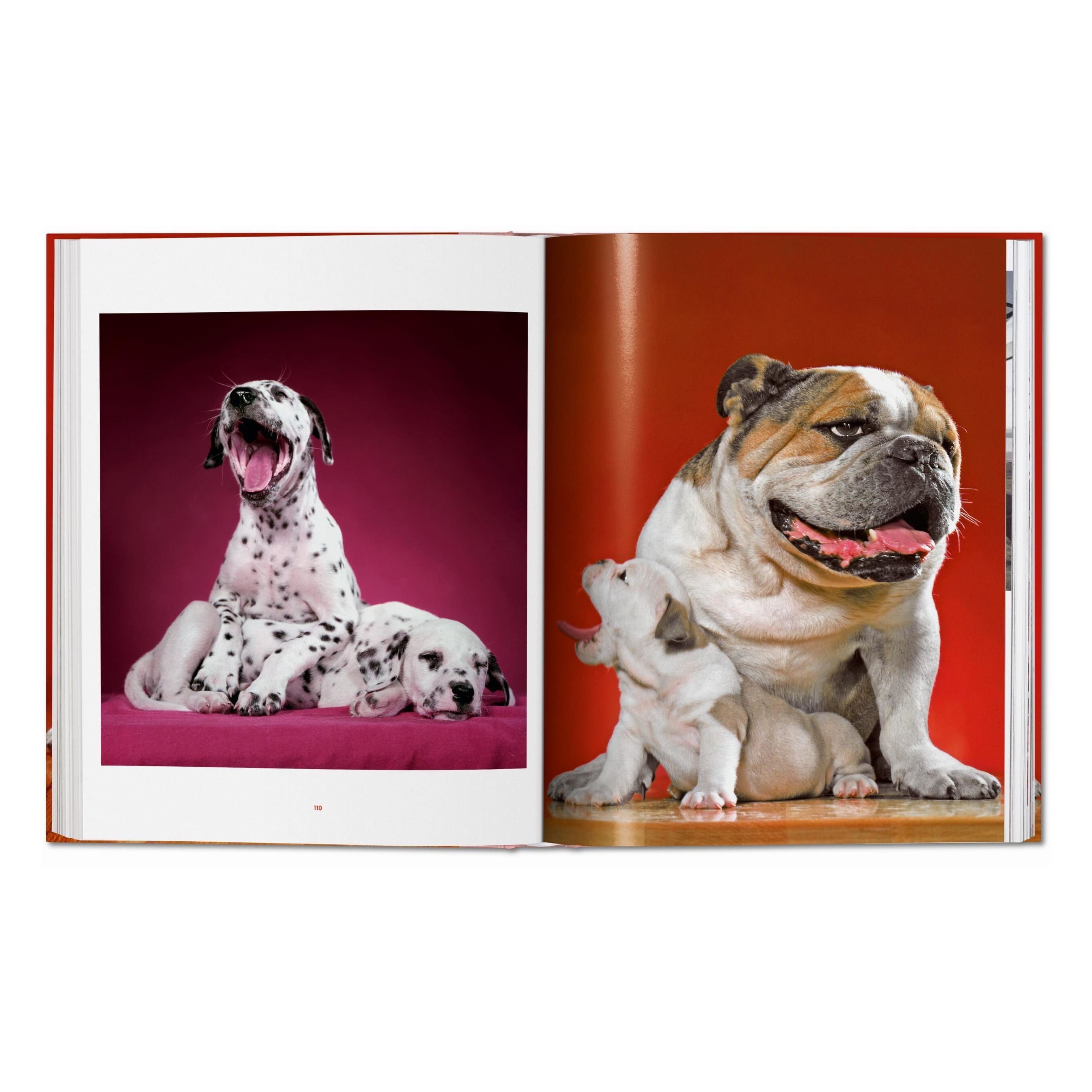 Walter Chandoha: Dogs. Photographs 1941–1991 (German, French, English)