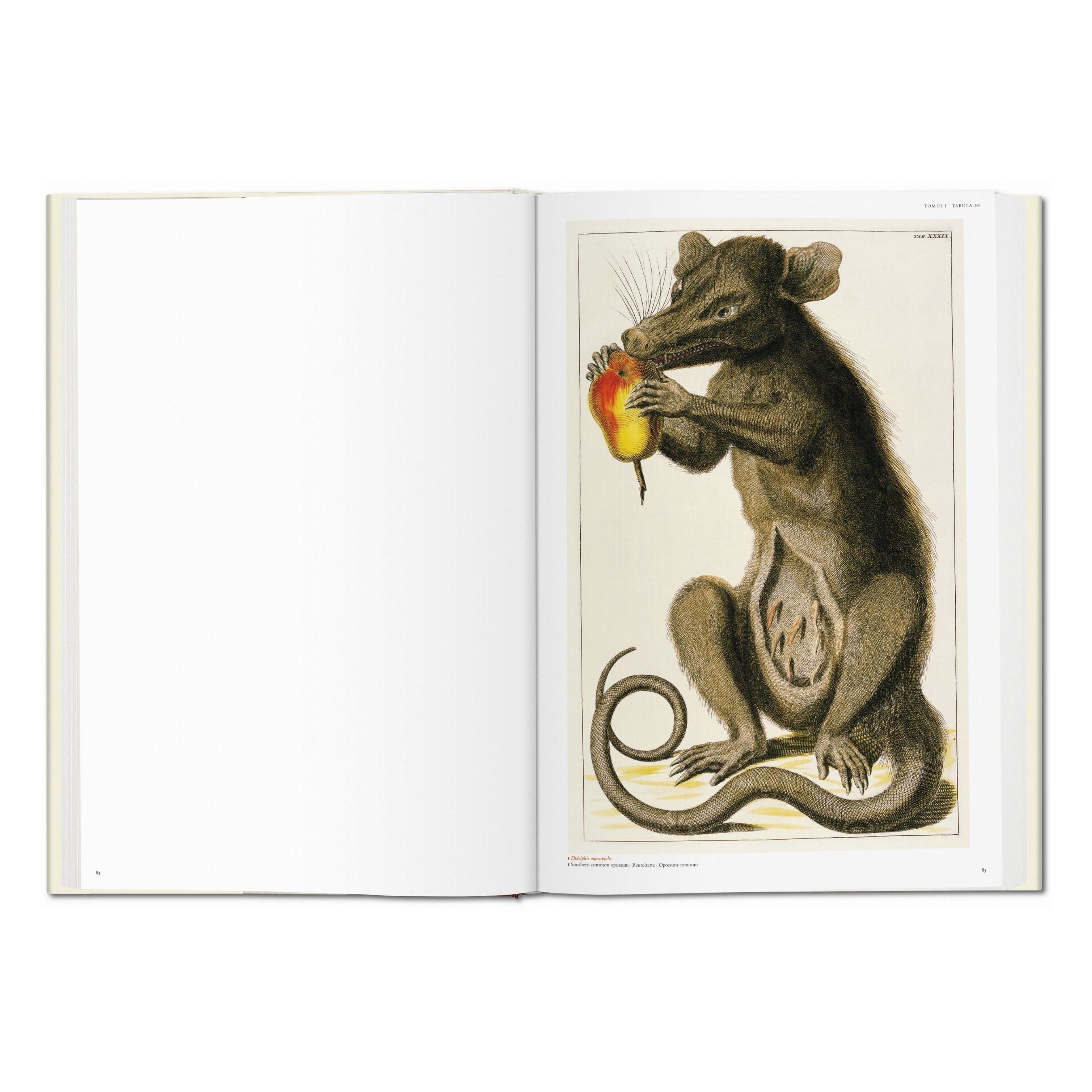 Seba: Cabinet of Natural Curiosities (German, French, English)