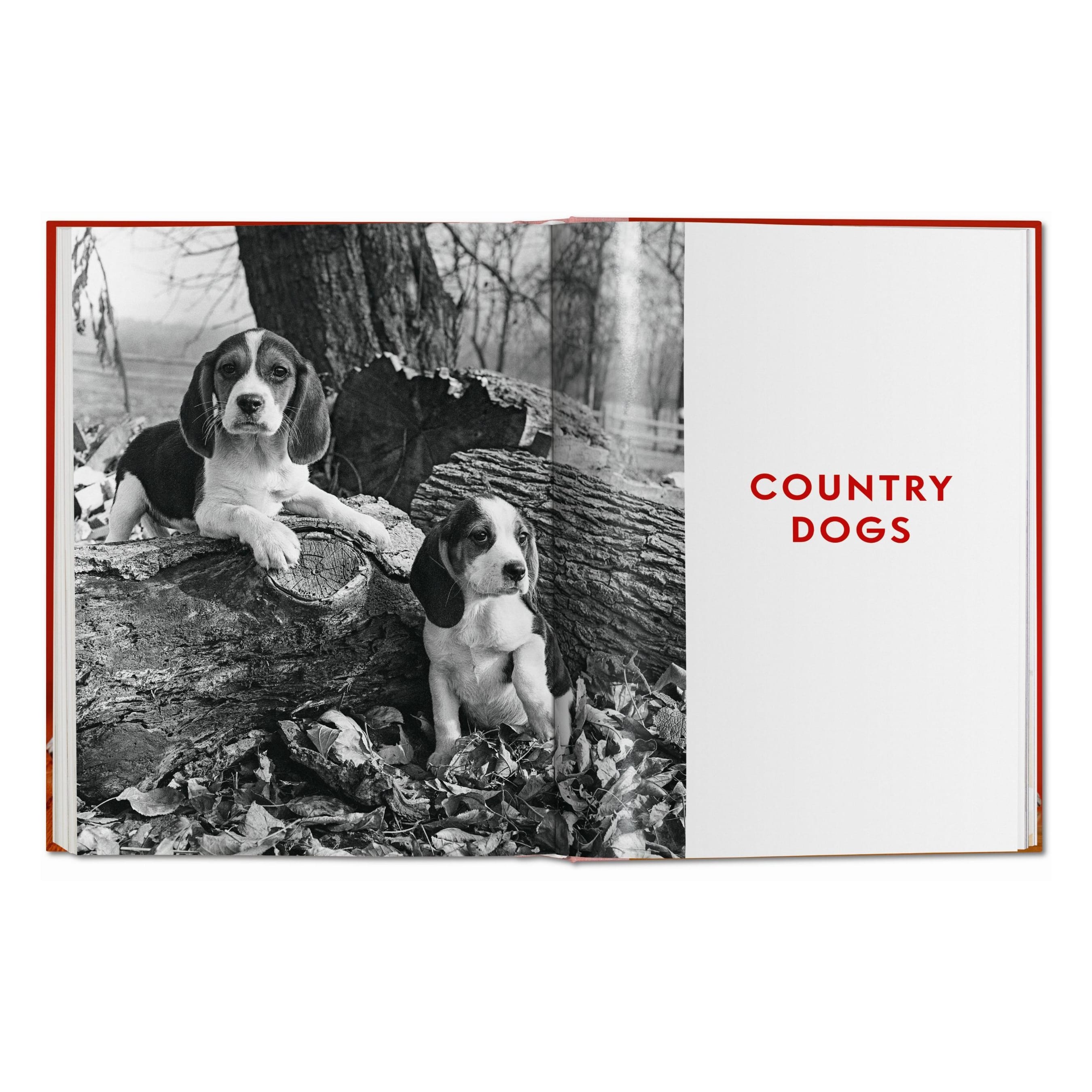 Walter Chandoha: Dogs. Photographs 1941–1991 (German, French, English)