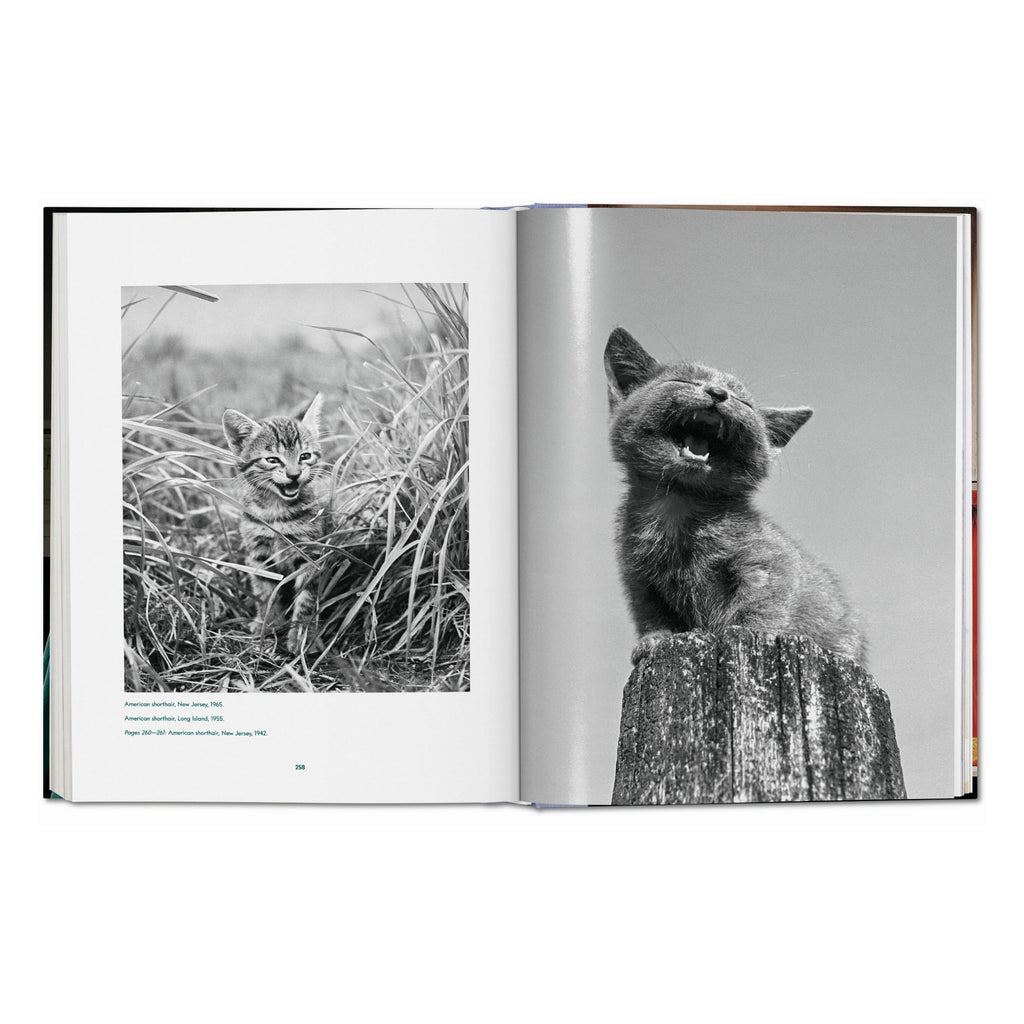 Walter Chandoha: Cats, Photographs 1942–2018 (German, French, English)