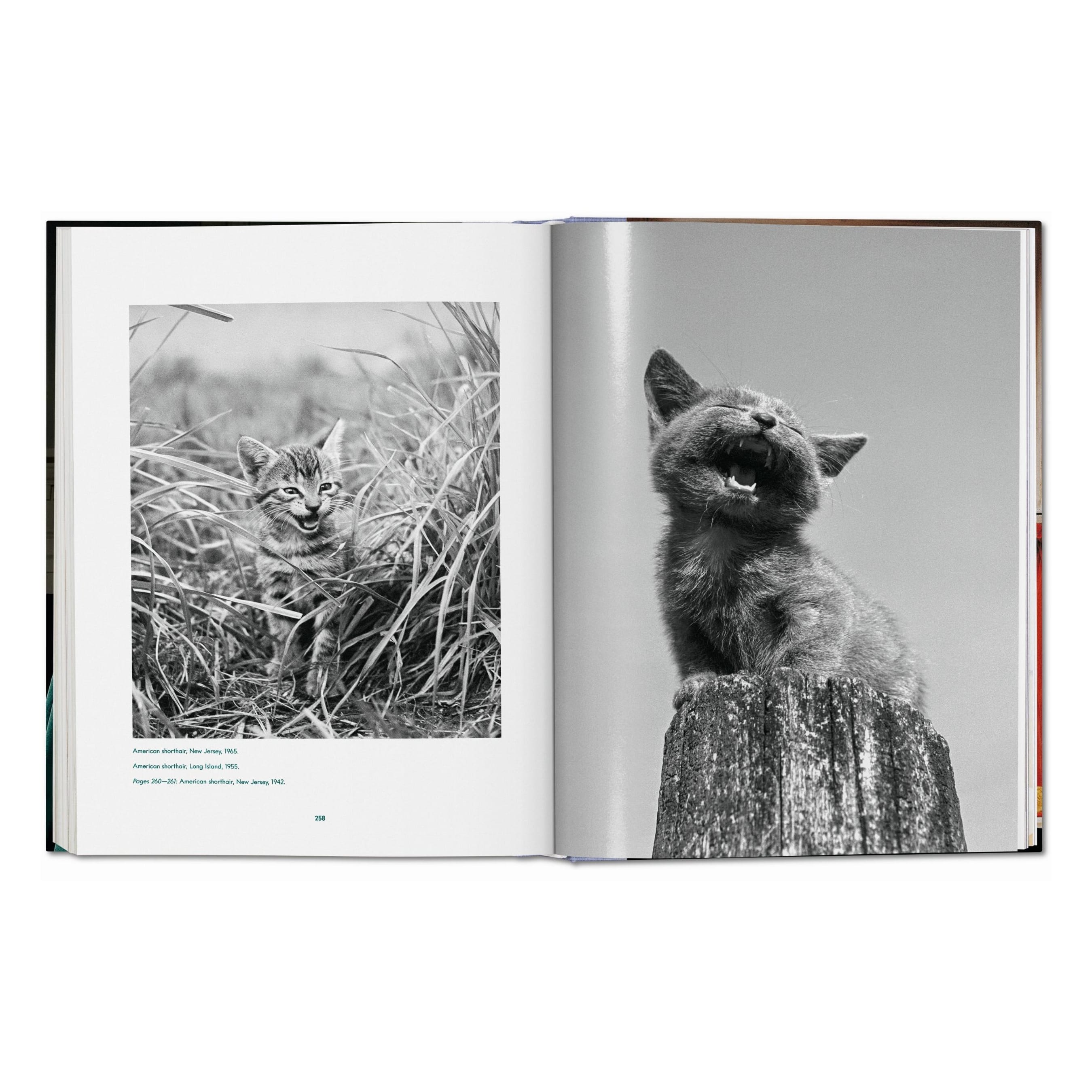 Walter Chandoha: Cats, Photographs 1942–2018 (German, French, English)