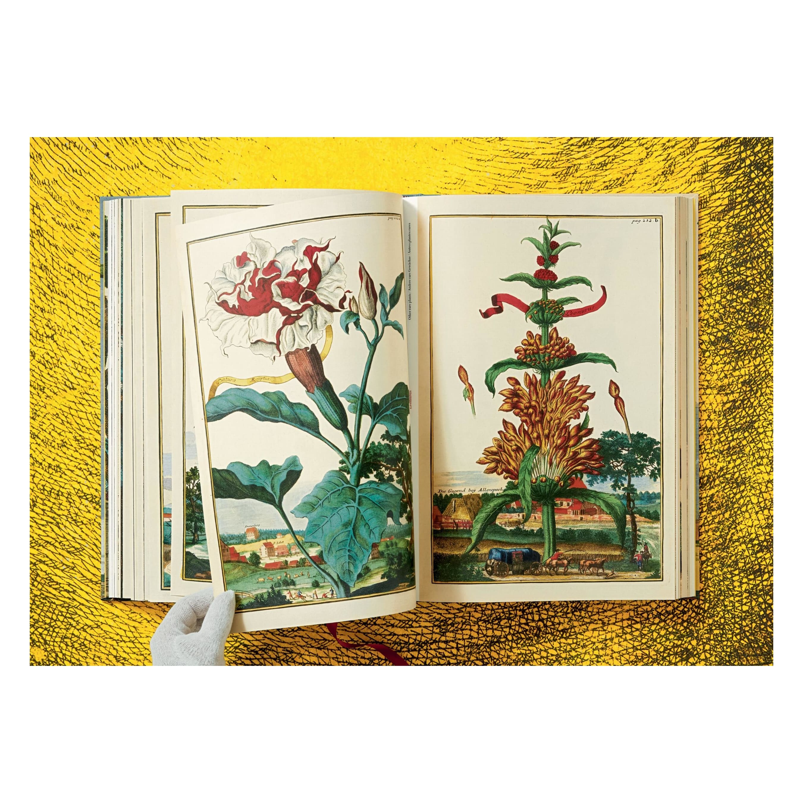 J. C. Volkamer: The Book of Citrus Fruits (German, French, English)