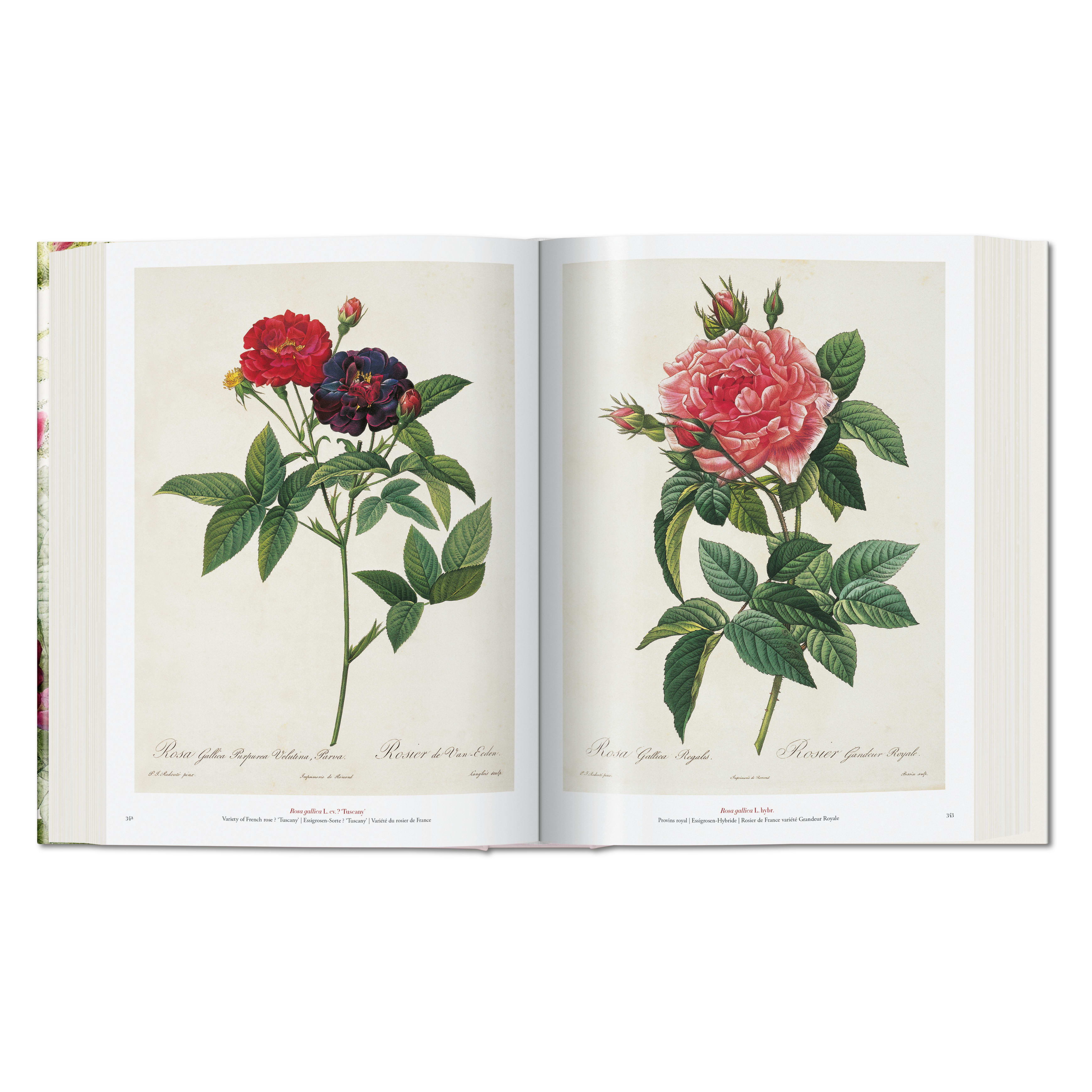Redouté: The Book of Flowers (German, French, English)