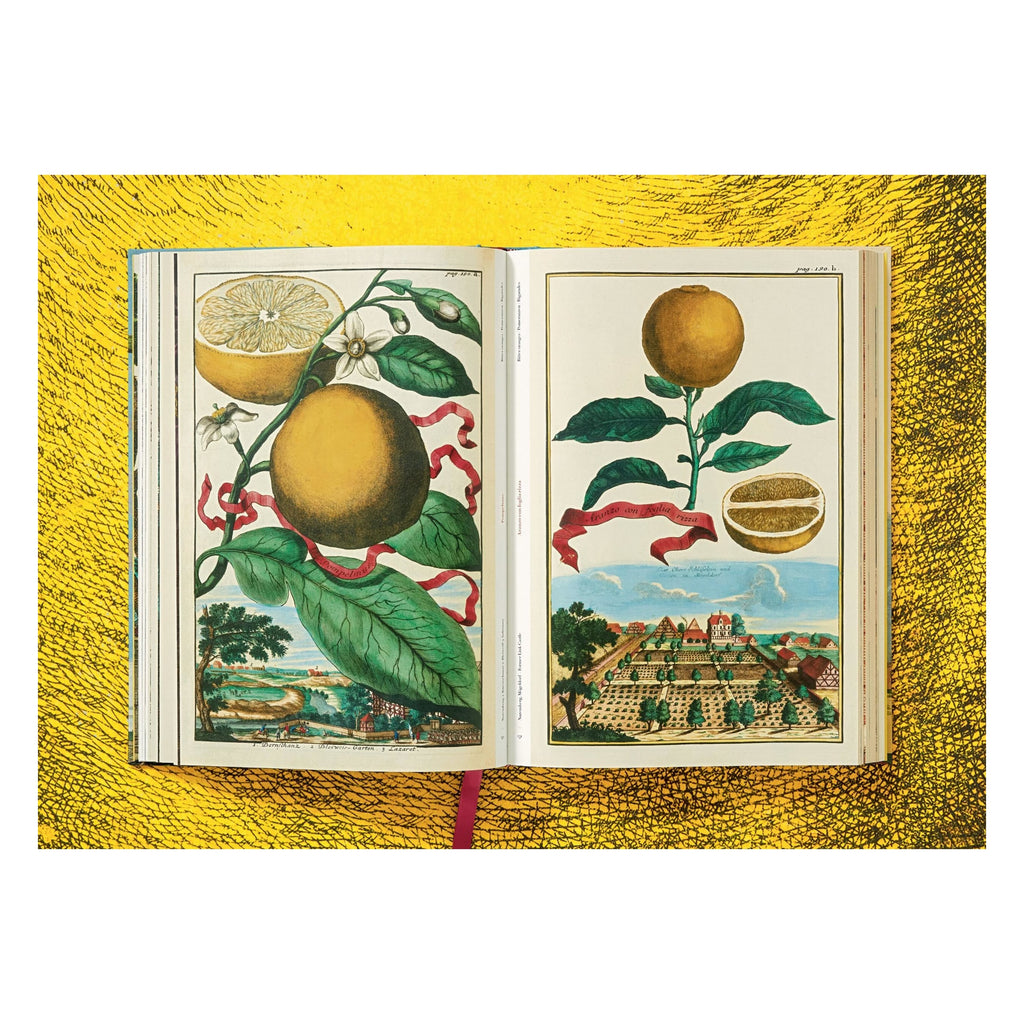 J. C. Volkamer: The Book of Citrus Fruits (German, French, English)