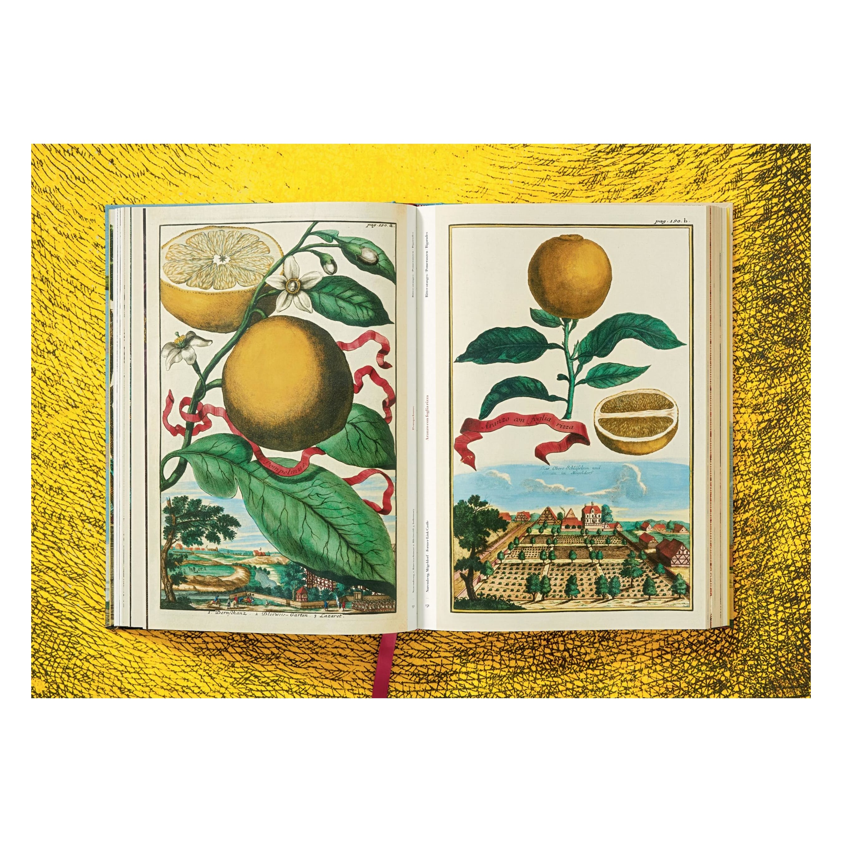 J. C. Volkamer: The Book of Citrus Fruits (German, French, English)