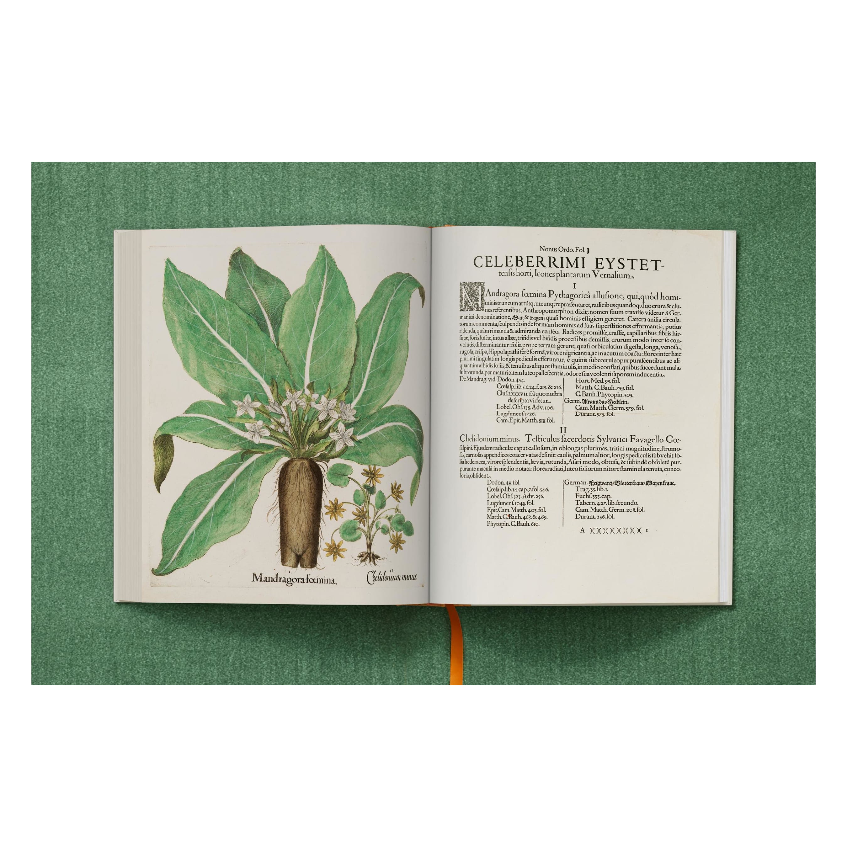 Basilius Besler: The Garden at Eichstätt (German, French, English)