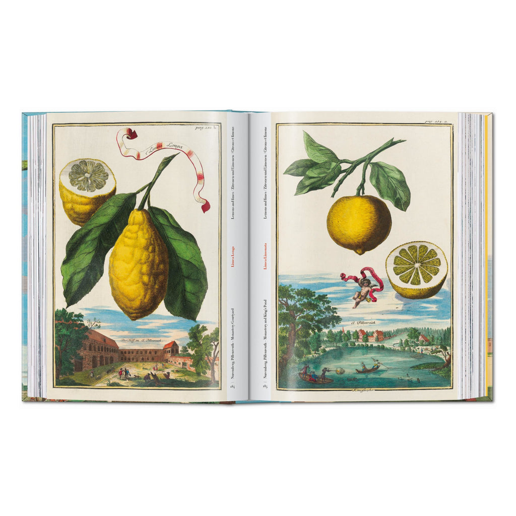 J. C. Volkamer: The Book of Citrus Fruits, 45th Ed. (German, French, English)
