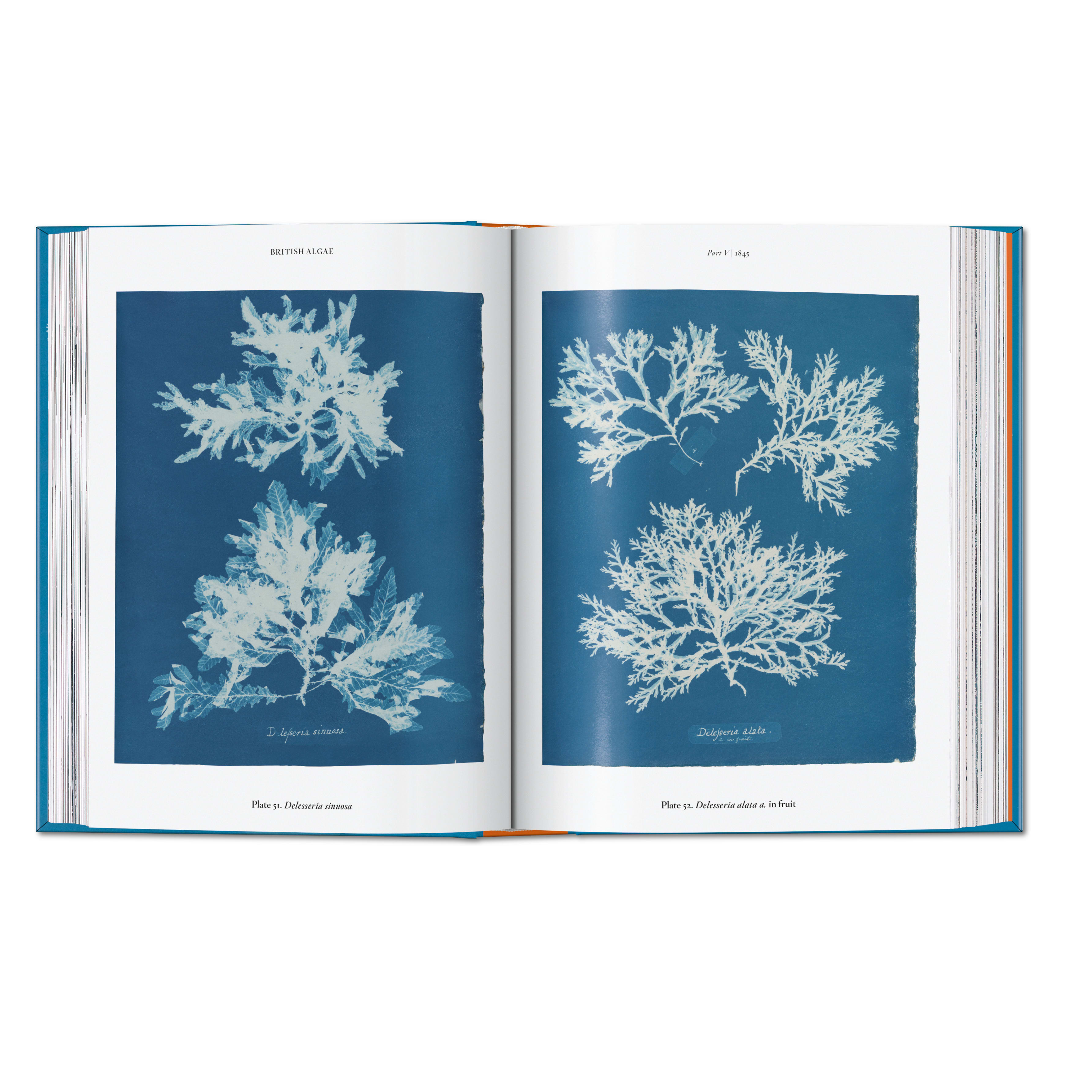 Anna Atkins. Cyanotypes: 45th Ed. (German, French, English)
