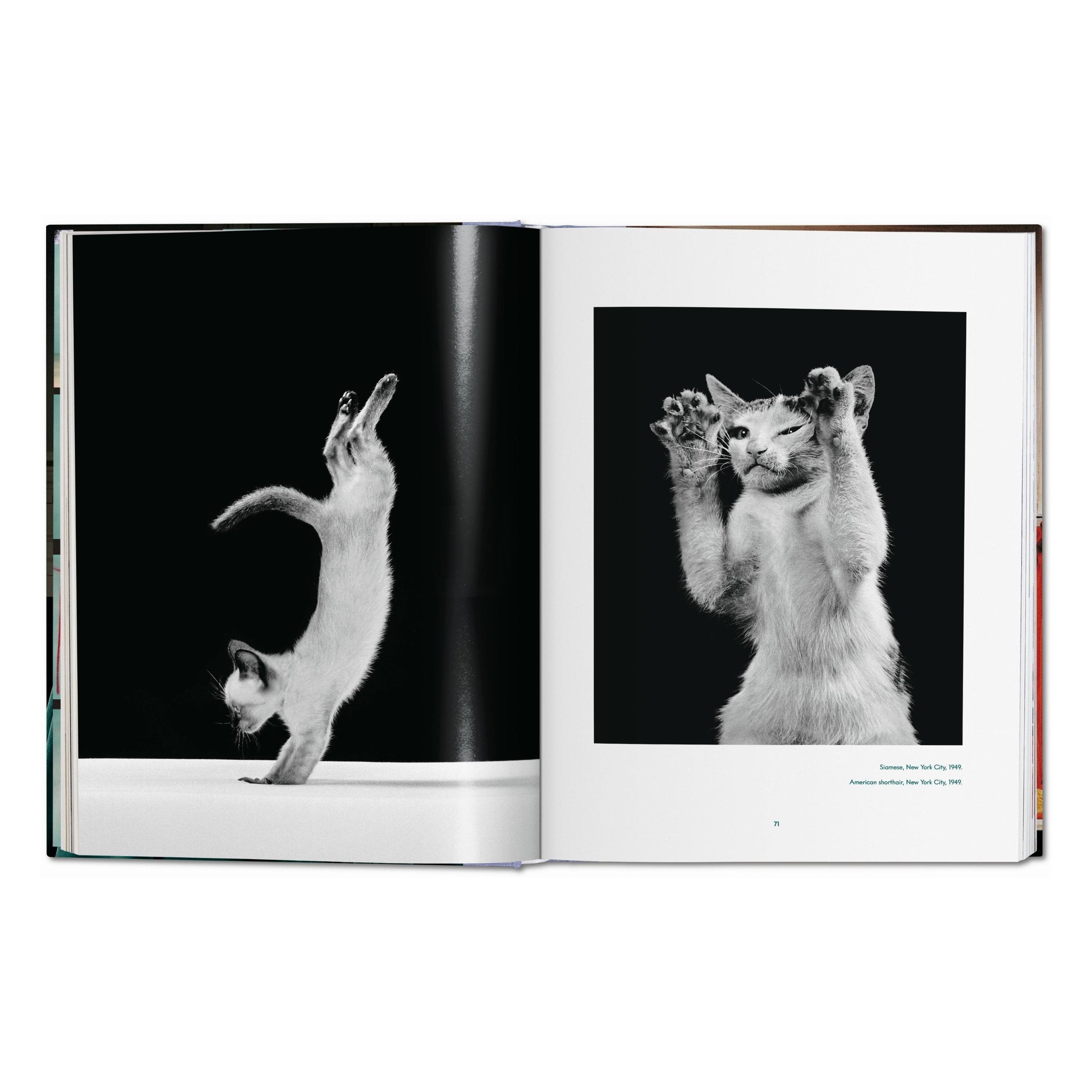 Walter Chandoha: Cats, Photographs 1942–2018 (German, French, English)