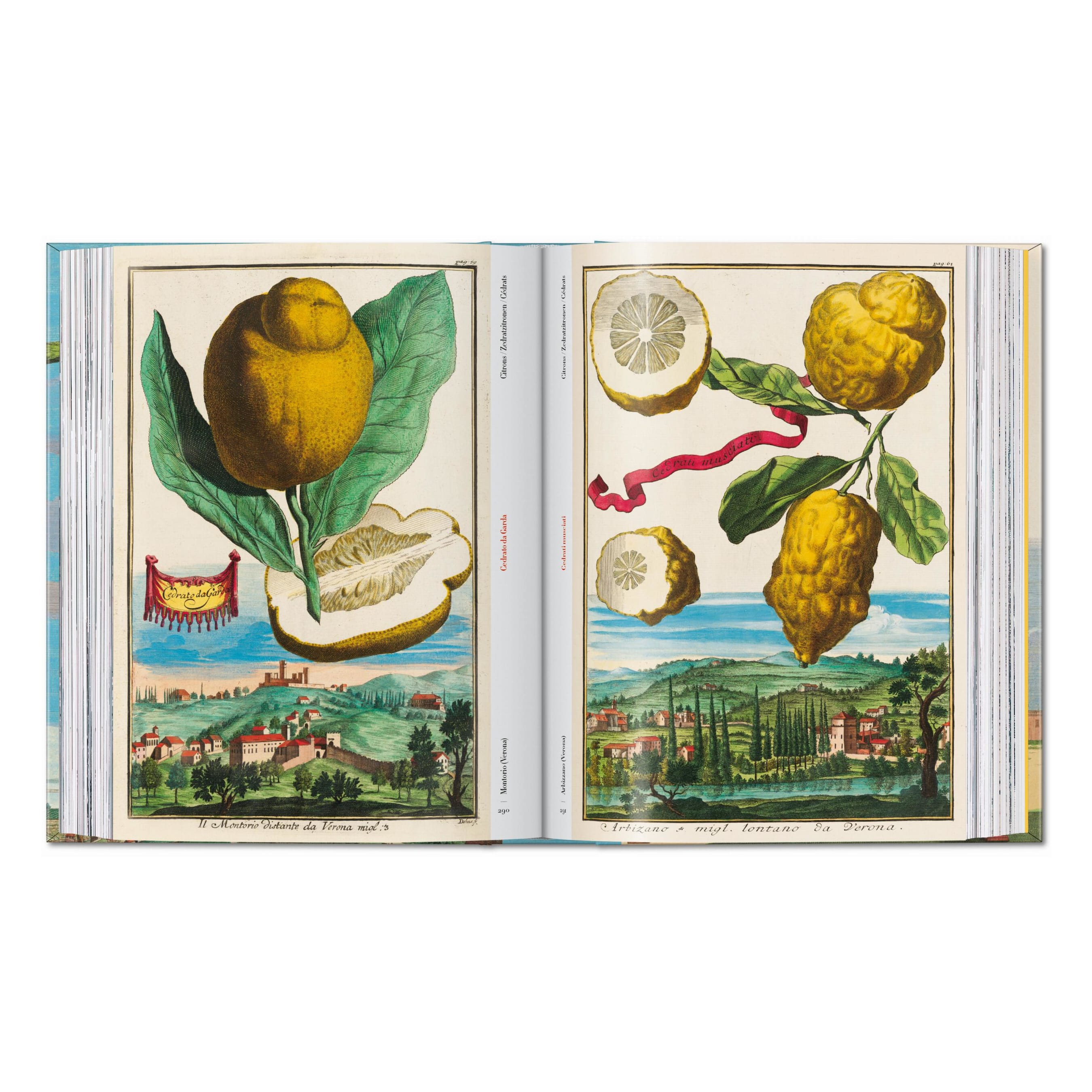 J. C. Volkamer: The Book of Citrus Fruits, 45th Ed. (German, French, English)
