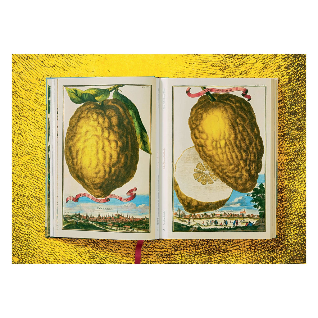 J. C. Volkamer: The Book of Citrus Fruits (German, French, English)