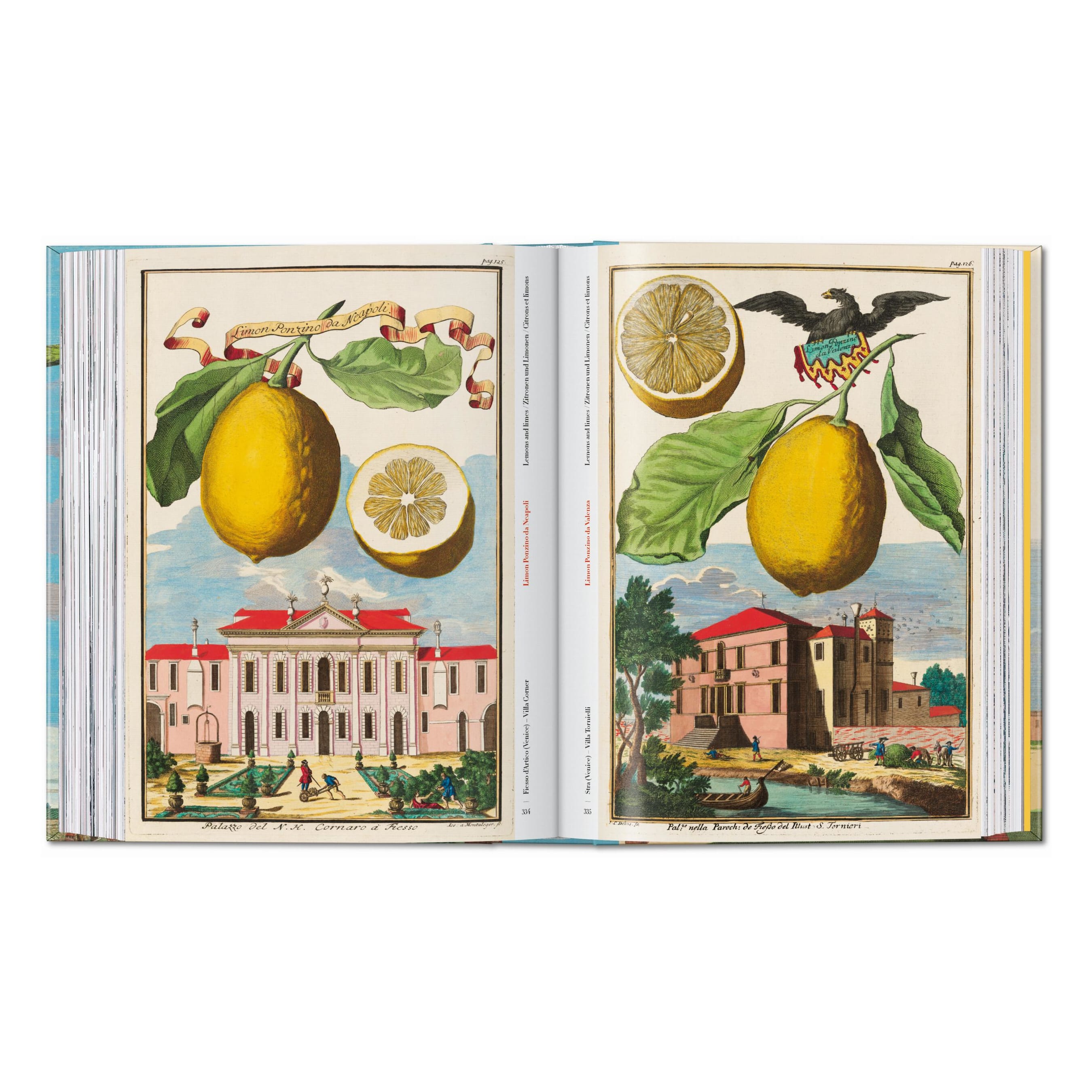J. C. Volkamer: The Book of Citrus Fruits, 45th Ed. (German, French, English)
