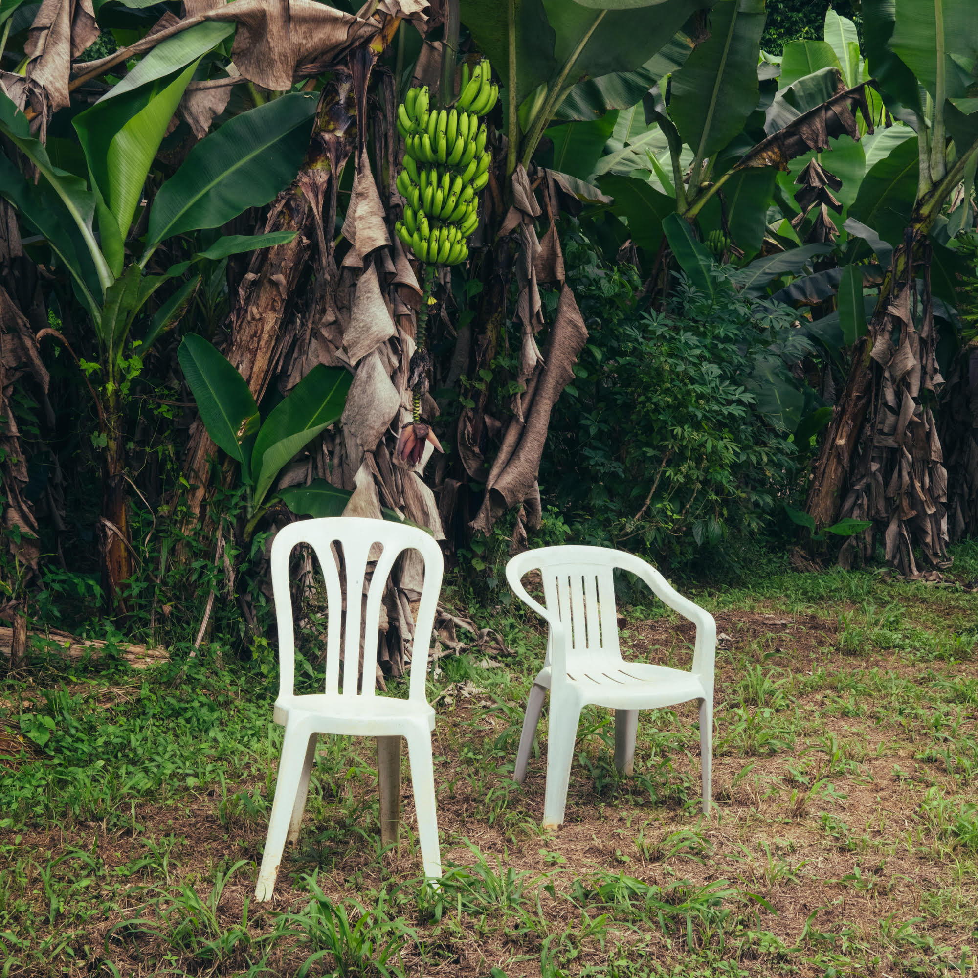 Two white plastic chairs in a lush green outdoor setting with banana trees.