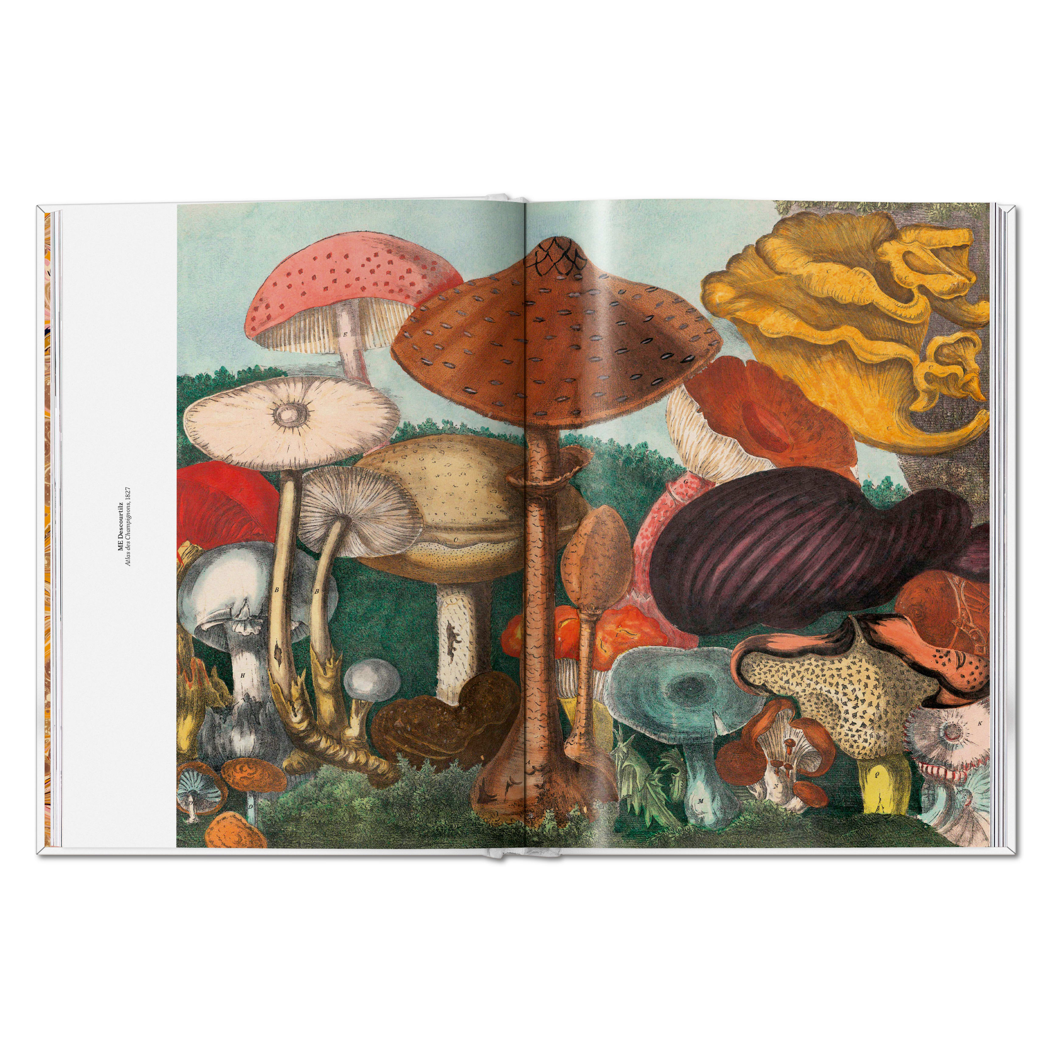 The Gourmand's Mushroom: A Collection of Stories and Recipes (English)