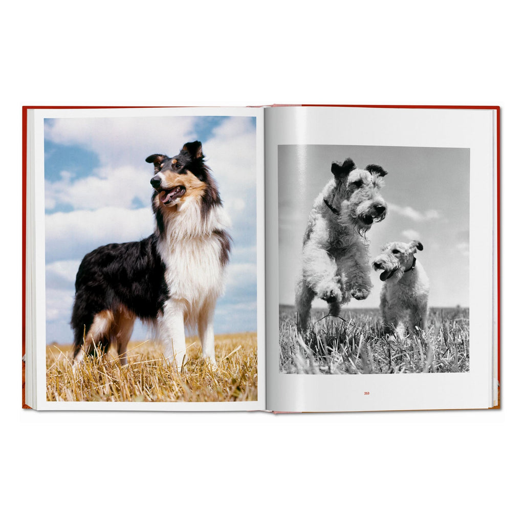 Walter Chandoha: Dogs. Photographs 1941–1991 (German, French, English)