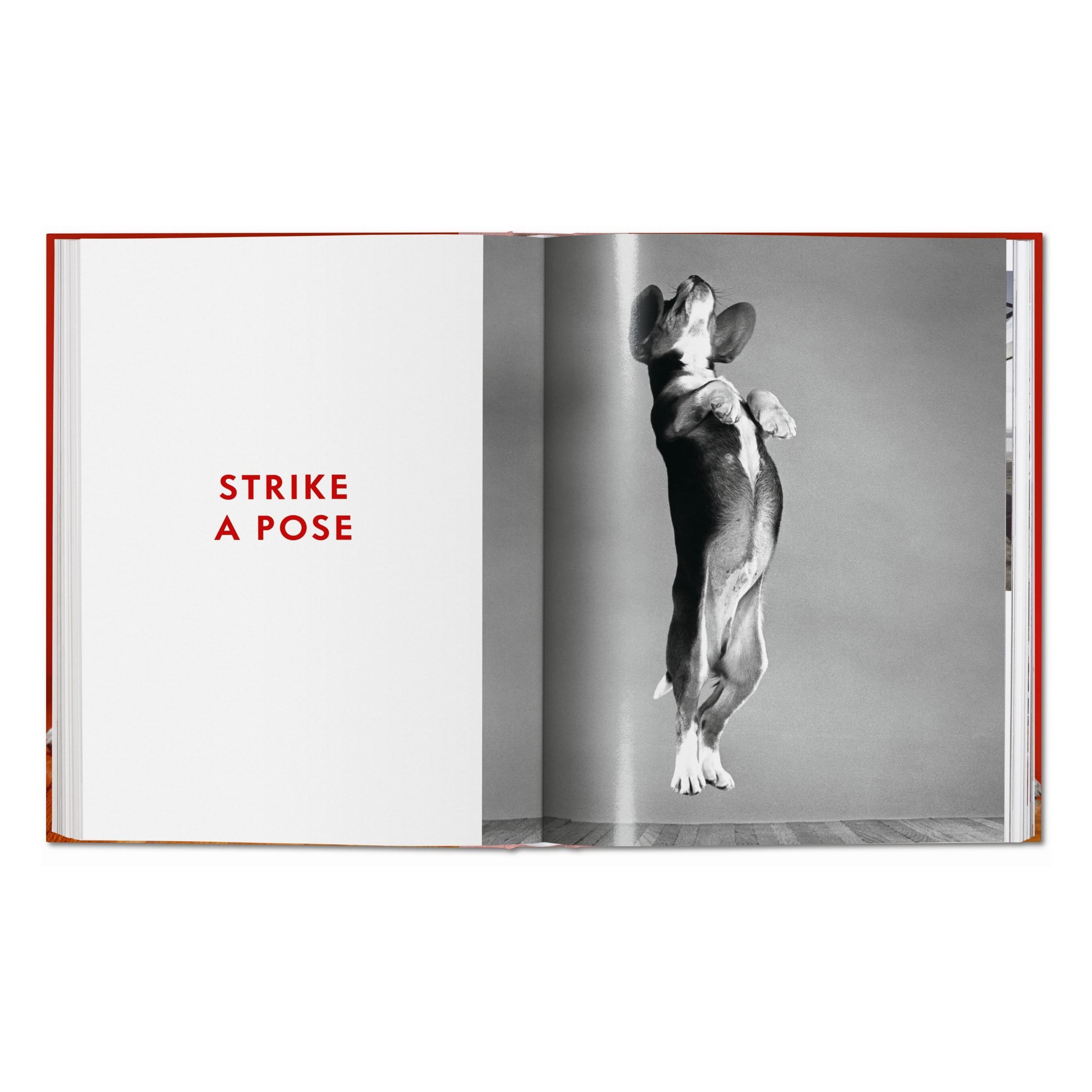 Walter Chandoha: Dogs. Photographs 1941–1991 (German, French, English)