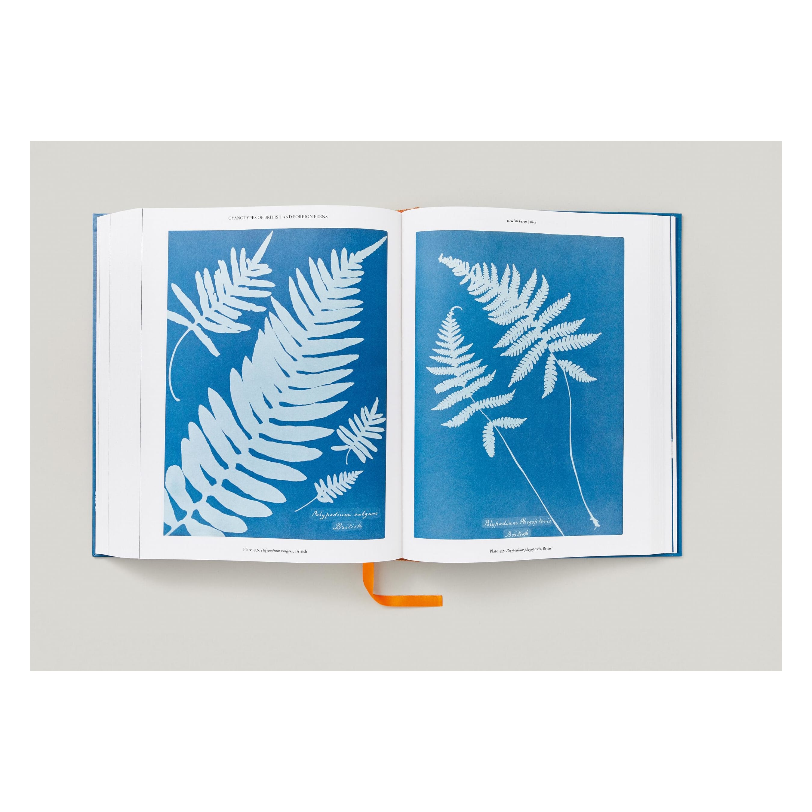 Anna Atkins. Cyanotypes (German, French, English)