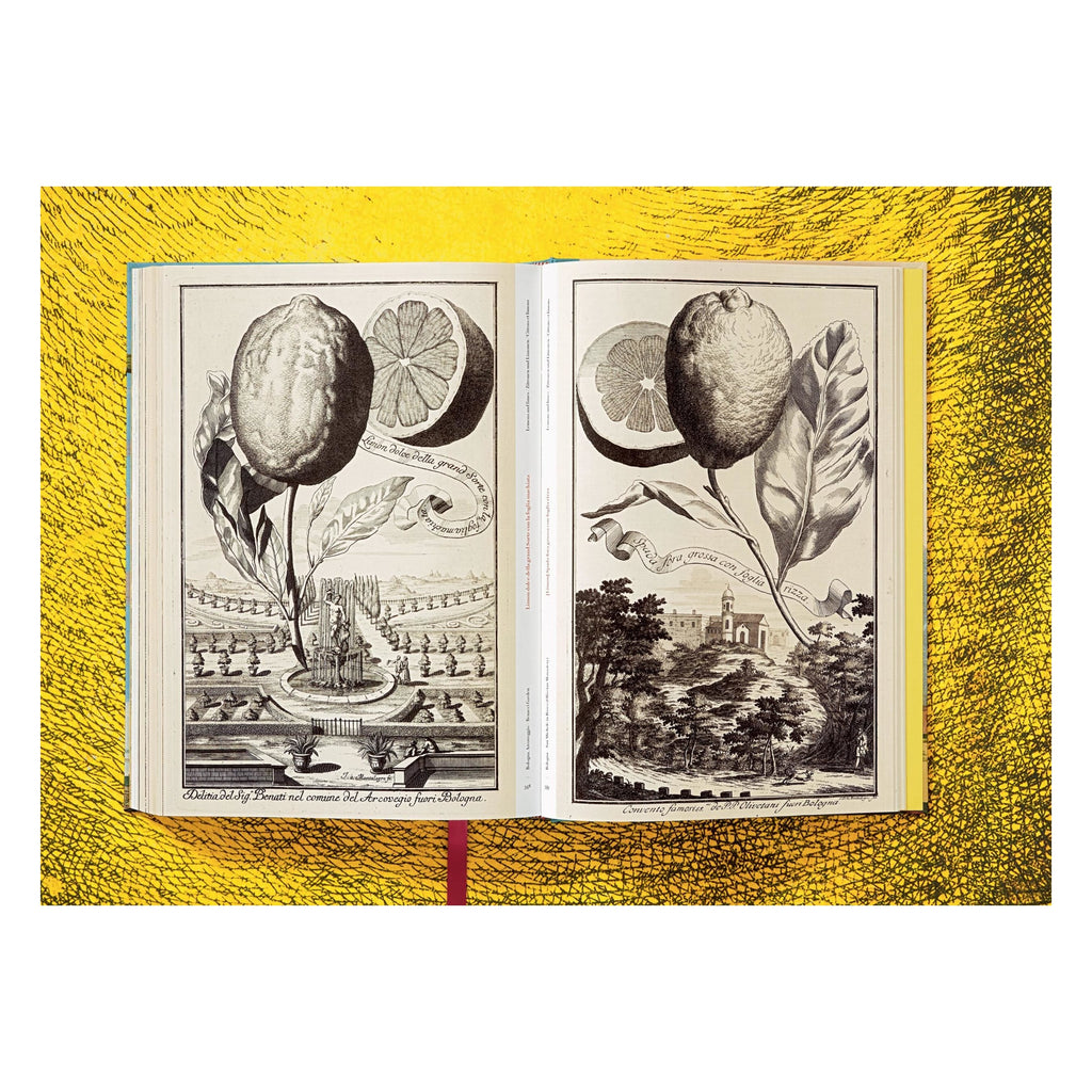 J. C. Volkamer: The Book of Citrus Fruits (German, French, English)