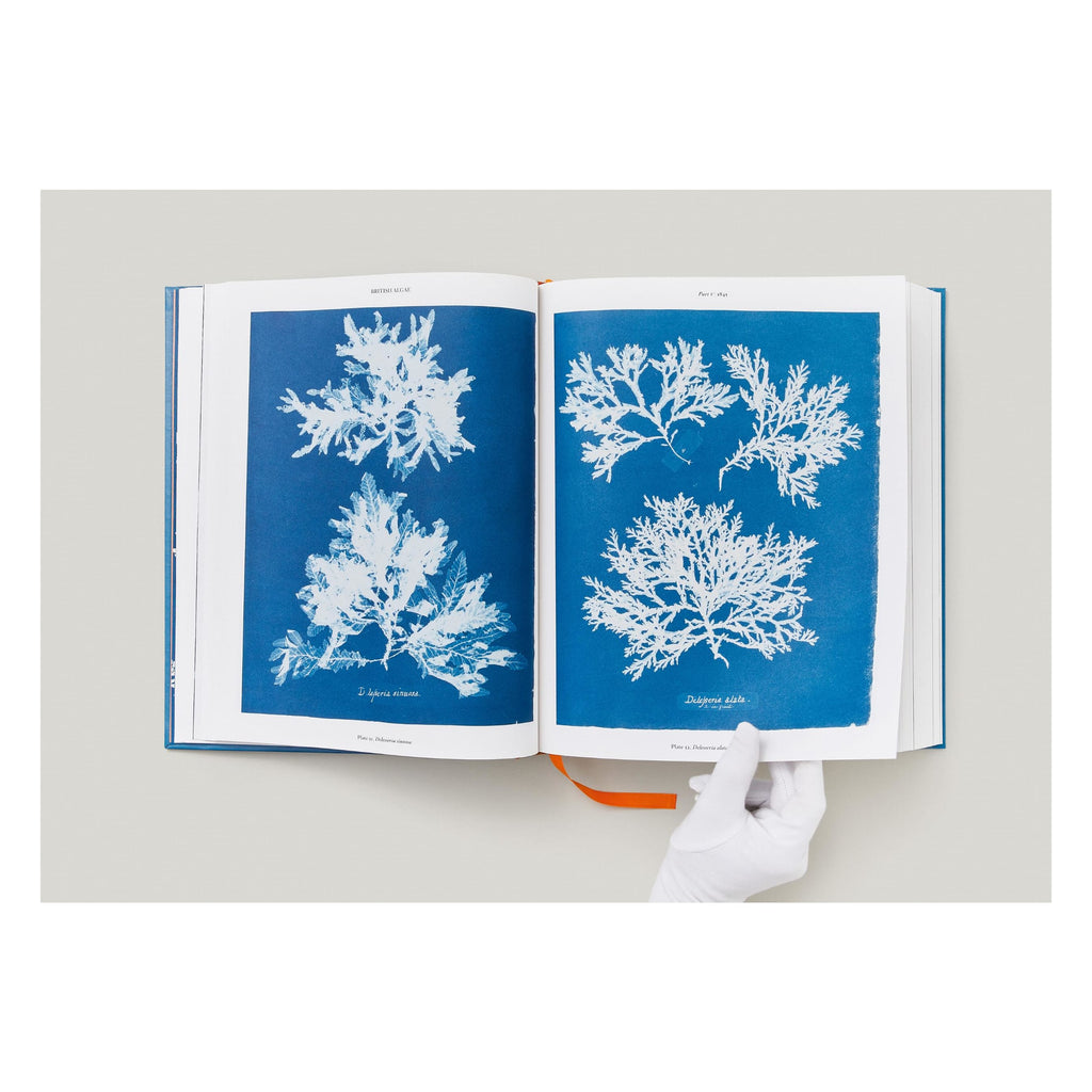 Anna Atkins. Cyanotypes (German, French, English)