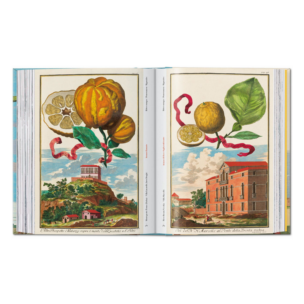 J. C. Volkamer: The Book of Citrus Fruits, 45th Ed. (German, French, English)