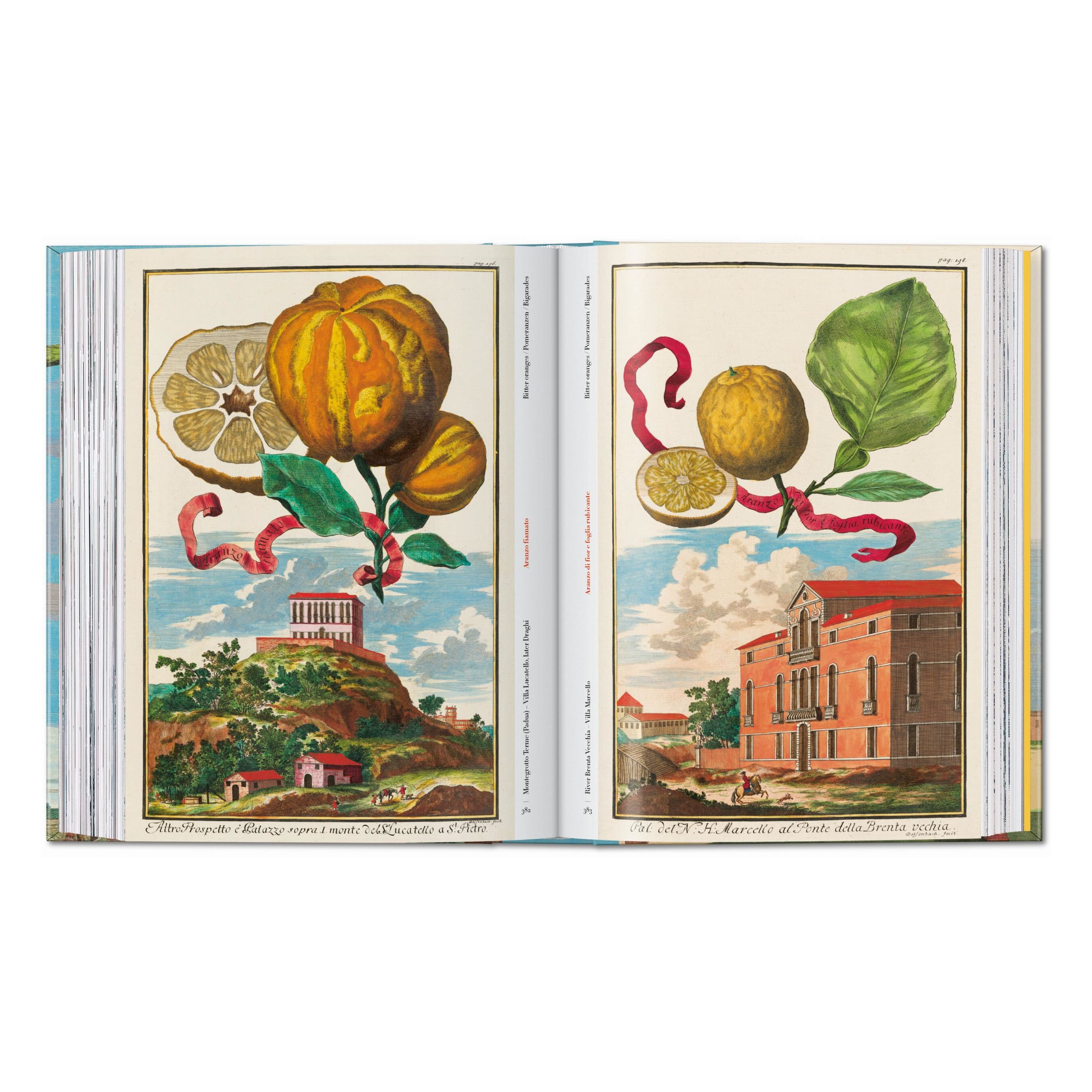 J. C. Volkamer: The Book of Citrus Fruits, 45th Ed. (German, French, English)