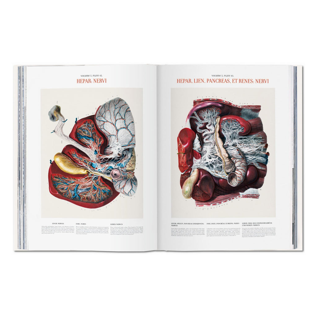 Bourgery: Atlas of Human Anatomy and Surgery (German, French, English)