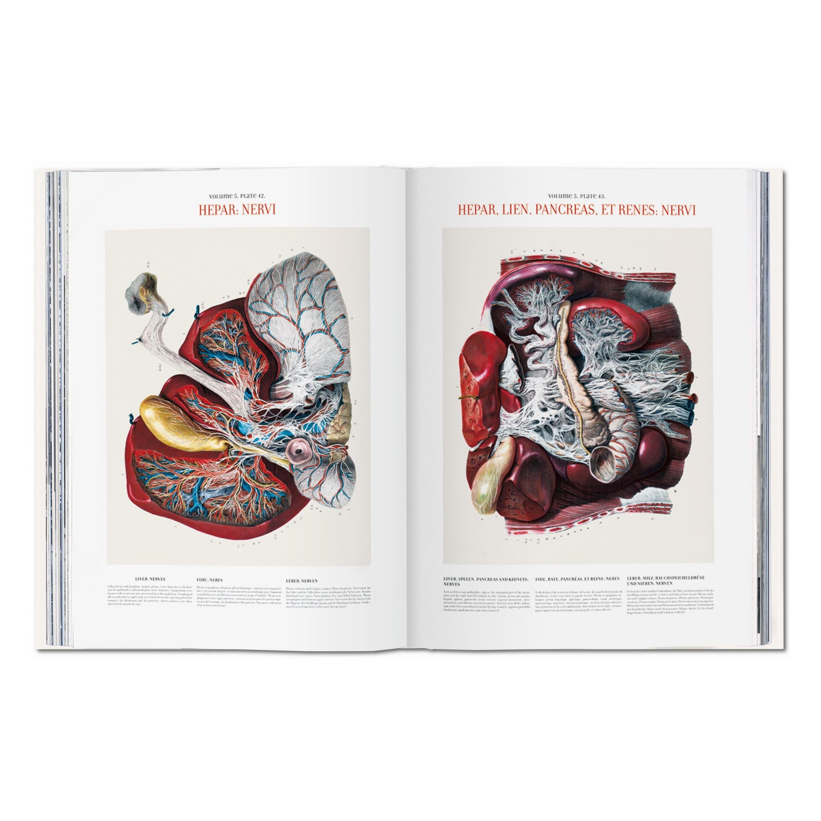 Bourgery: Atlas of Human Anatomy and Surgery (German, French, English)